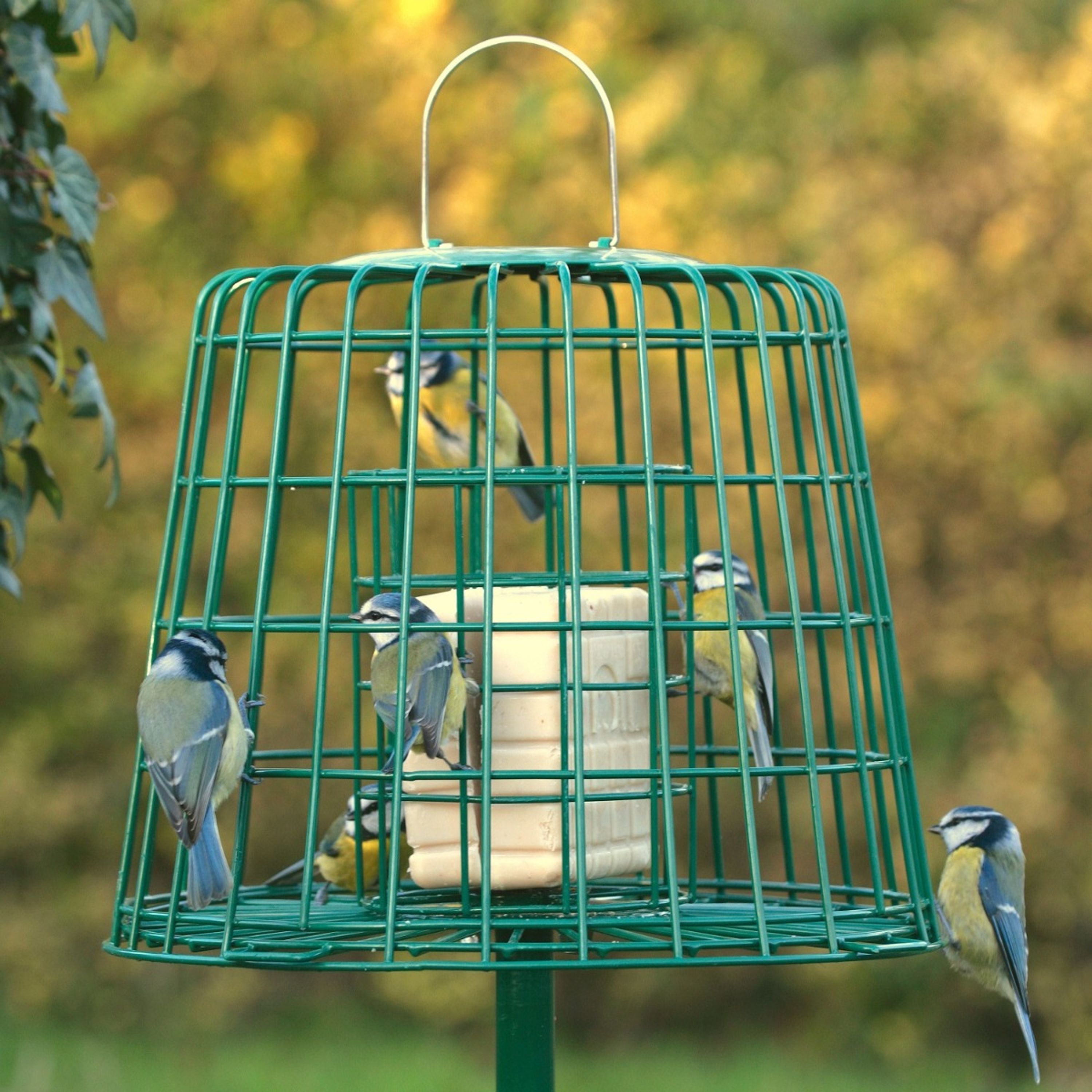 Multi-Schutzkäfig | CJ Wildlife