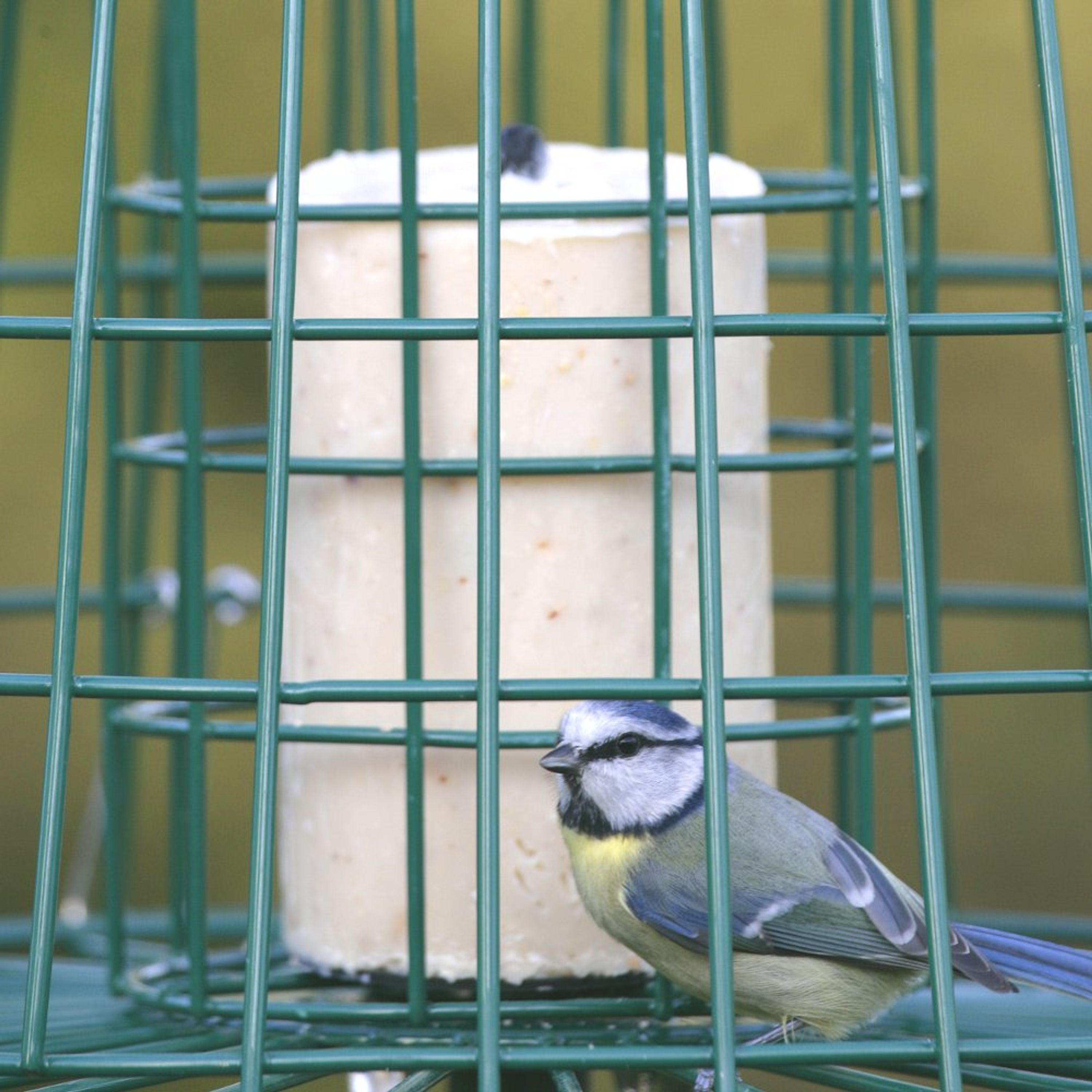 Multi-Schutzkäfig | CJ Wildlife