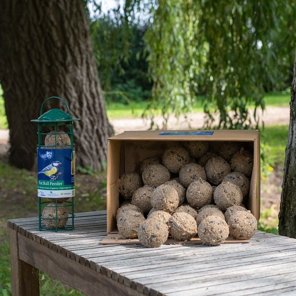 Box of 50 Fat Balls & Feeder Starter Bundle