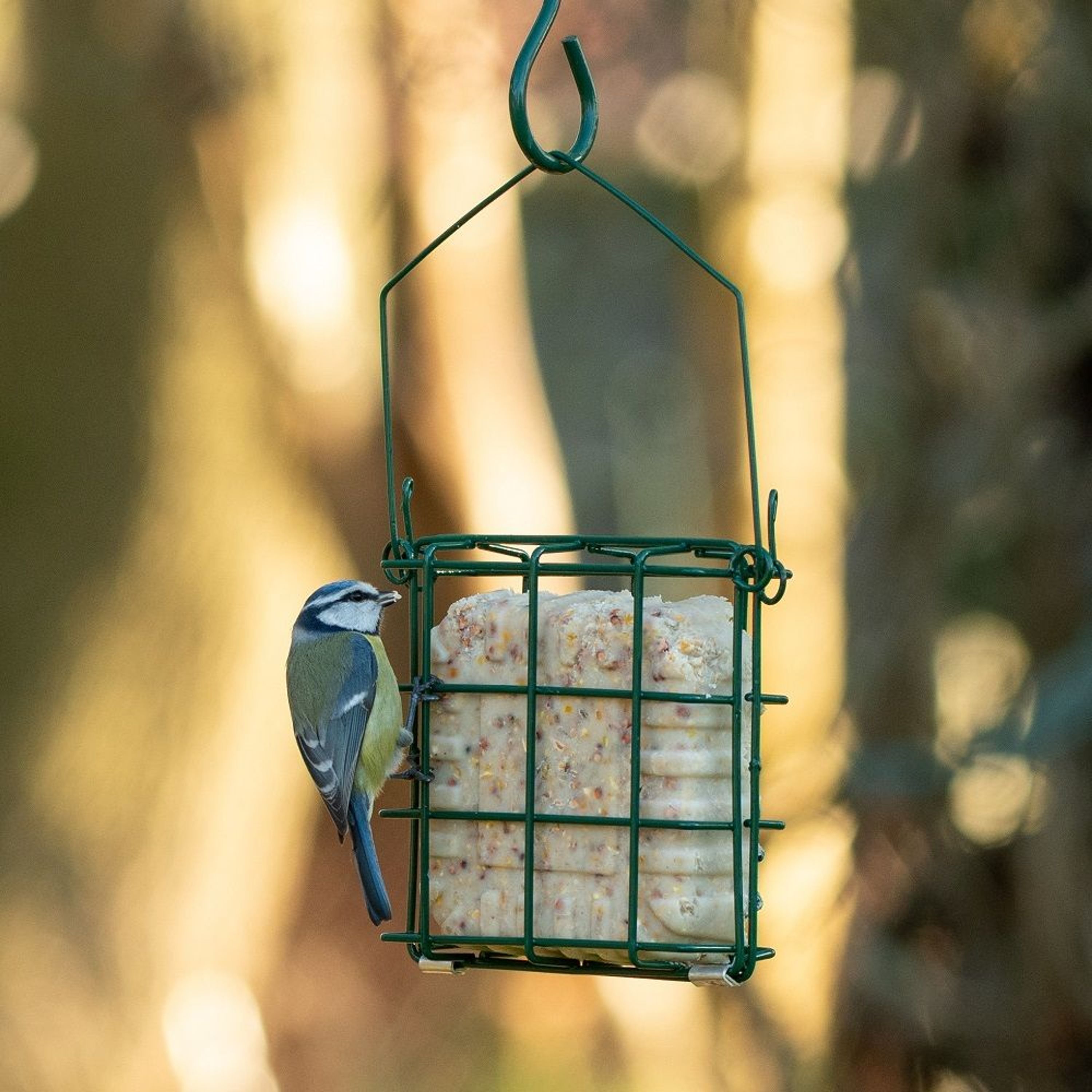 National Trust Rhine Suet Block Feeder