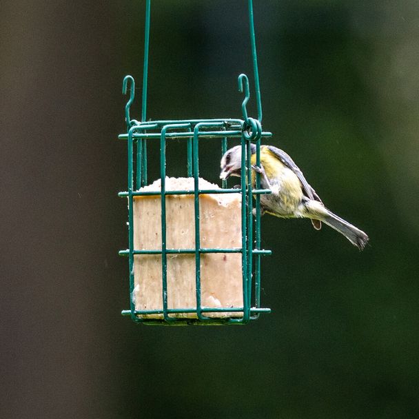 Startpakket vetblokhouder met vetblok