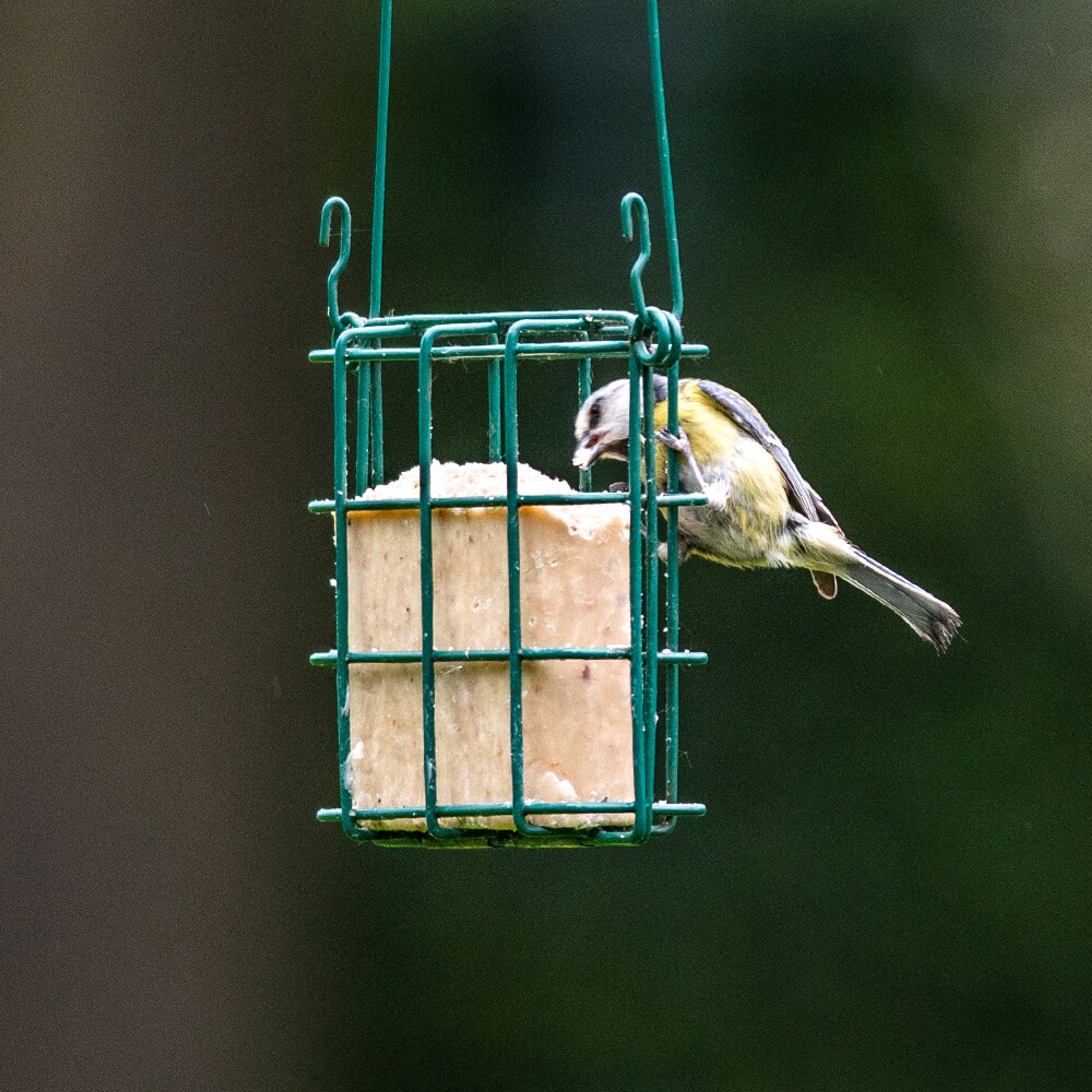 Startpakket Vetblokhouder Met Vetblok | Vogelvoer | Vivara
