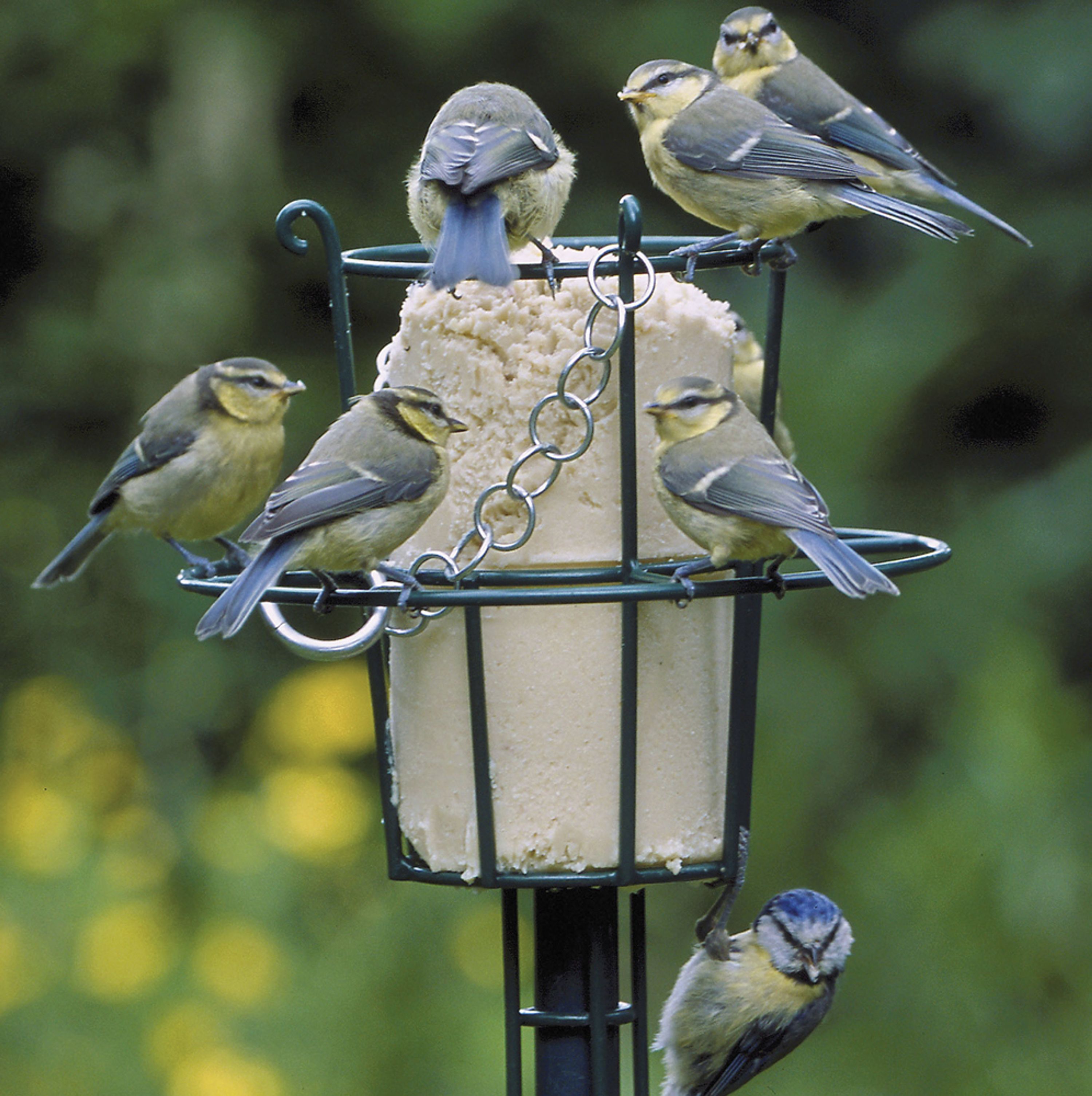 Energiekuchen-Halter mit Sitzring | CJ Wildlife