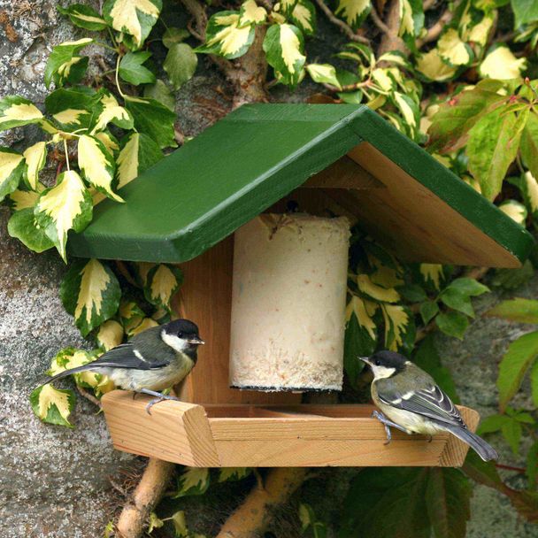 Combihouse Suet & Seed Bird Feeder