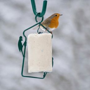 Original Peanut Cake + FREE Feeder Starter Bundle