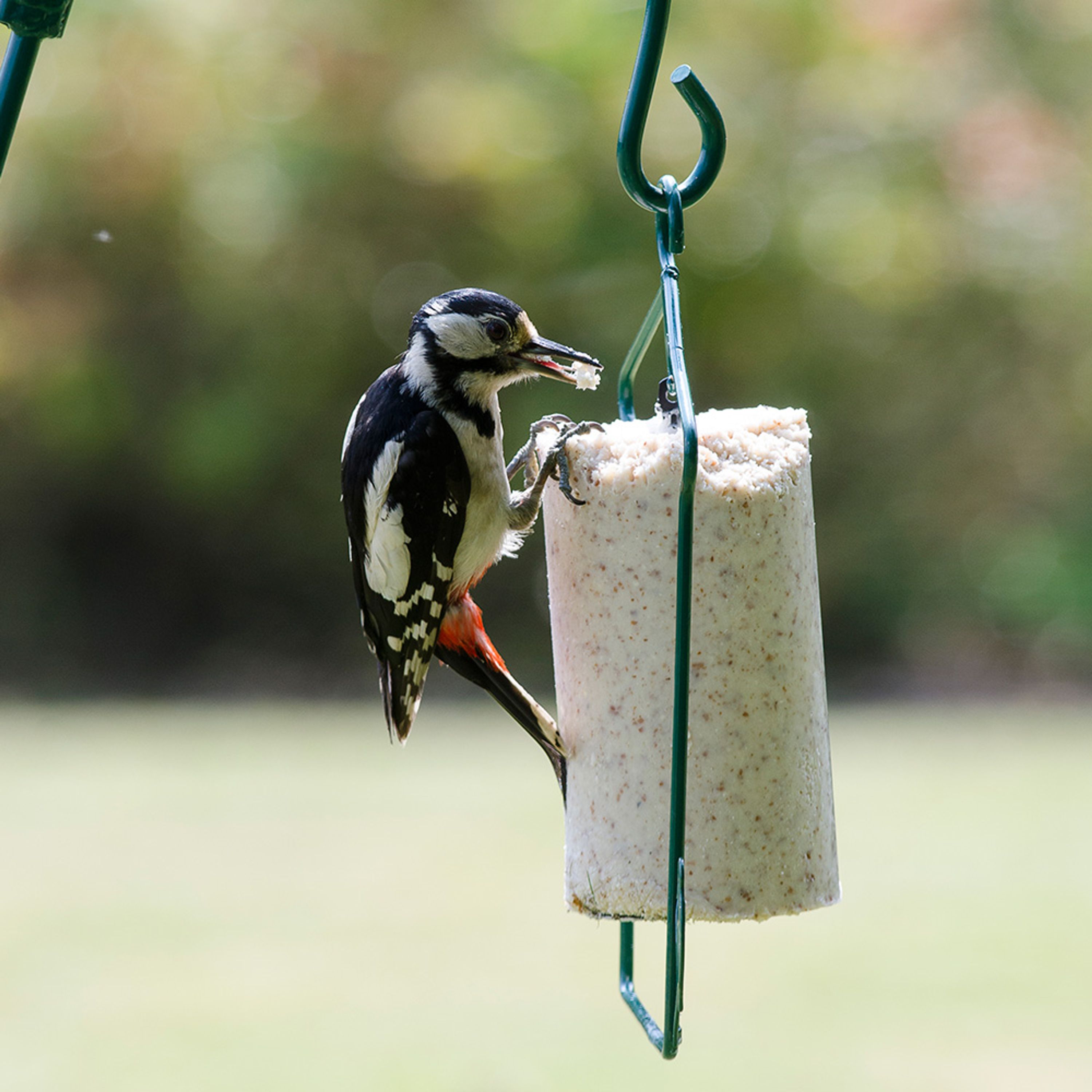 National Trust Suet Cake Hanger (for 1 litre tubes)