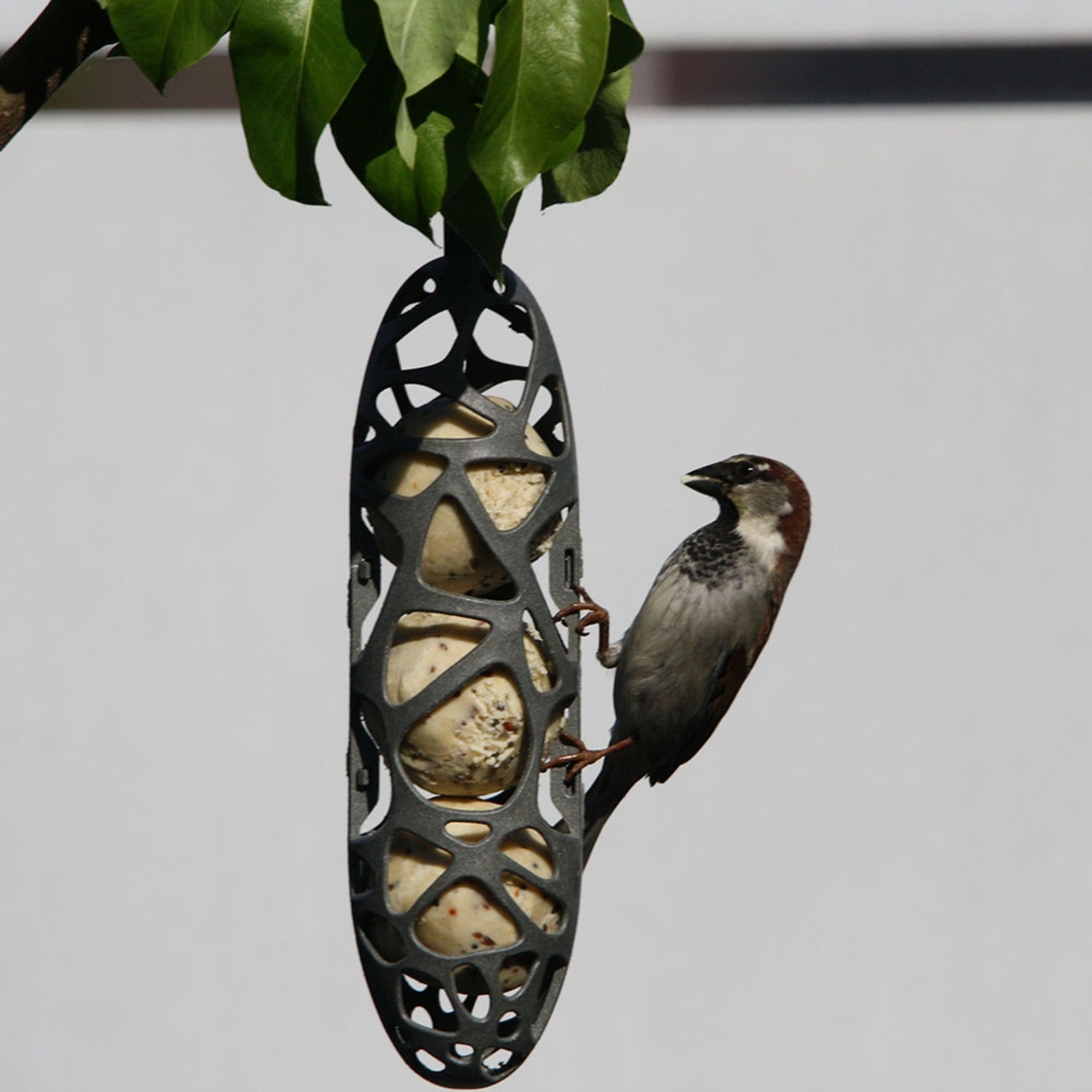 SingingFriend Energierollen- oder Meisenknödel-Halter „Sam“ | SingingFriend