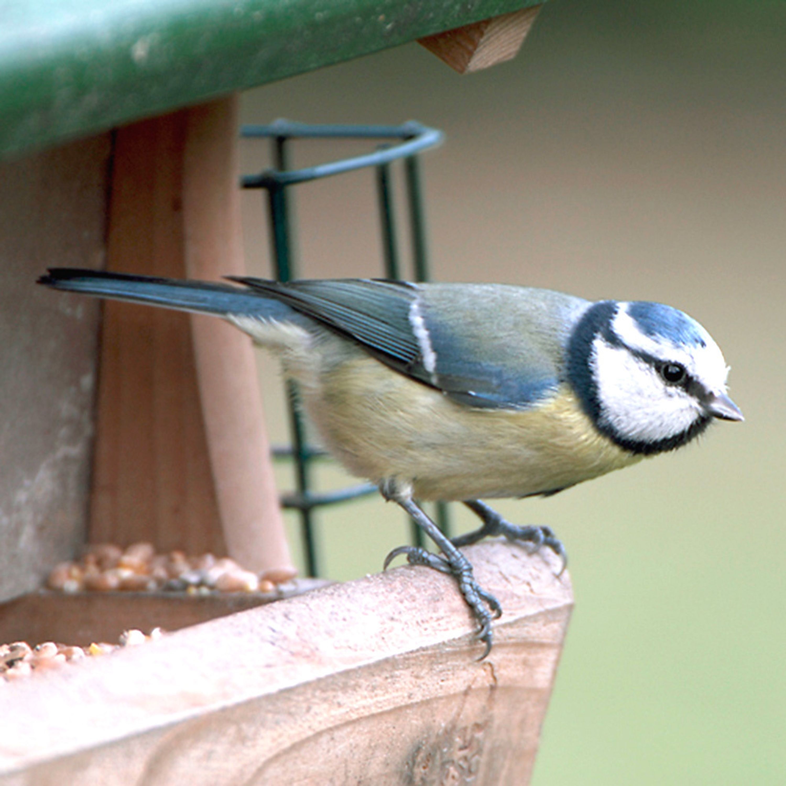 Futterhaus „Mosel“ | CJ Wildlife