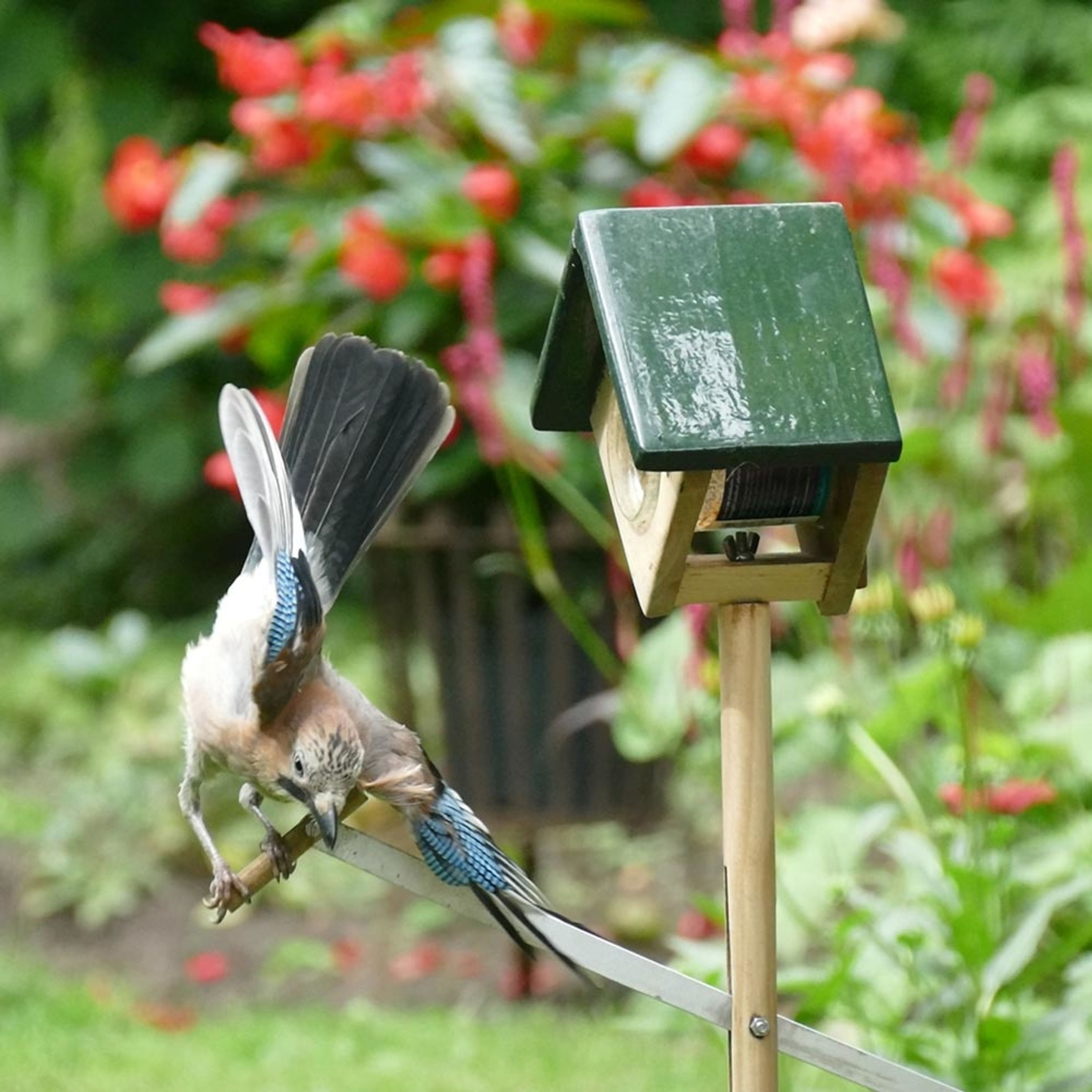 Erdnussbutterglas-Halter „Cork“ auf Pfahl | CJ Wildlife