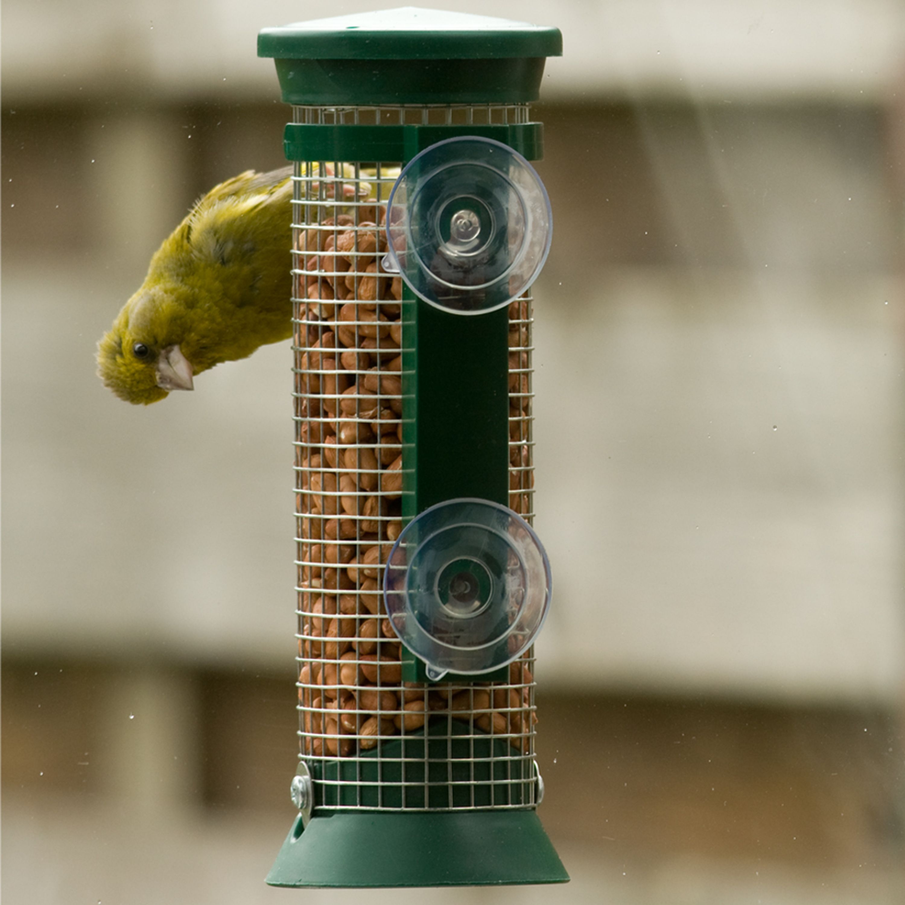 Fenster-Erdnuss-Futterautomat In Grün | CJ Wildlife