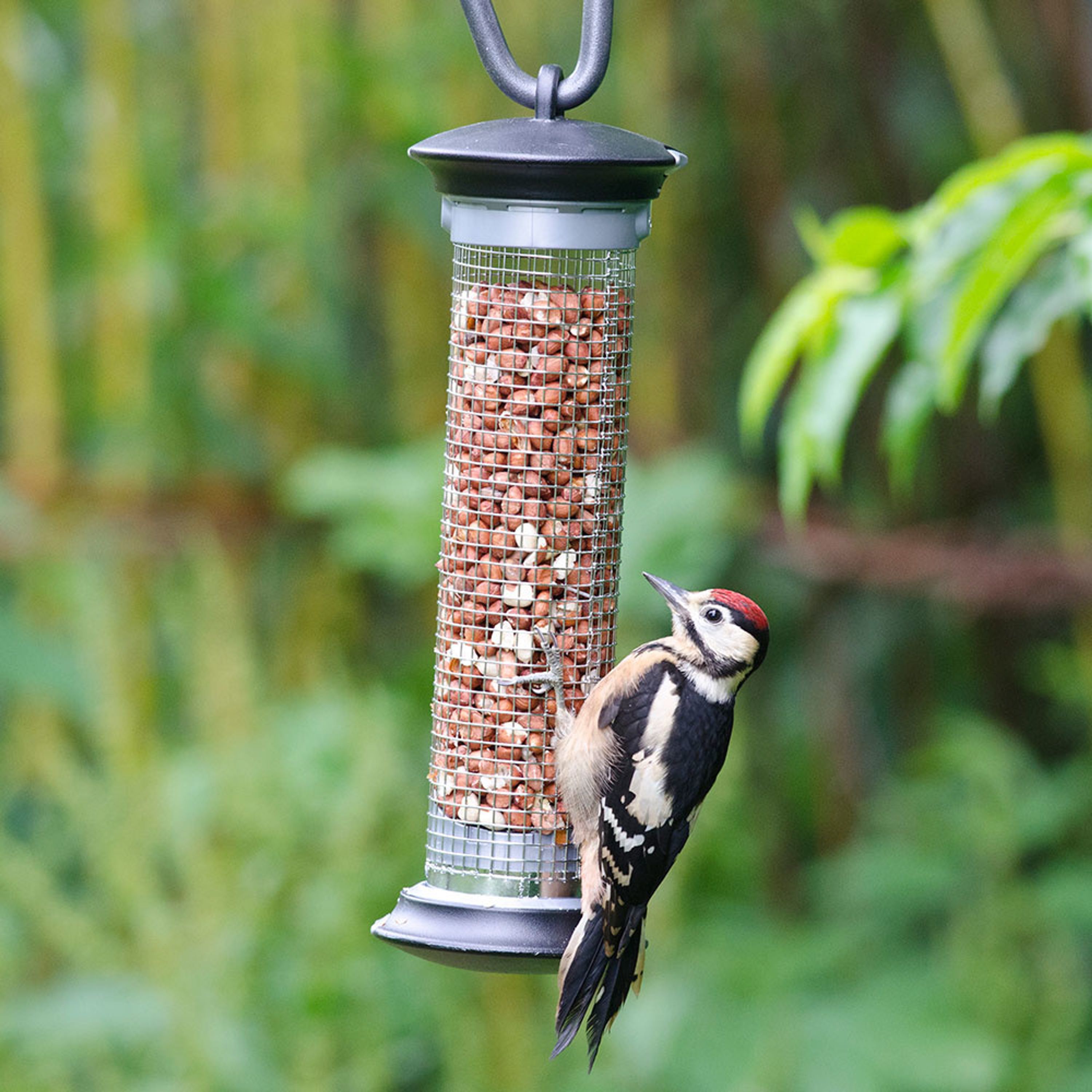 National Trust Apollo Peanut Bird Feeder