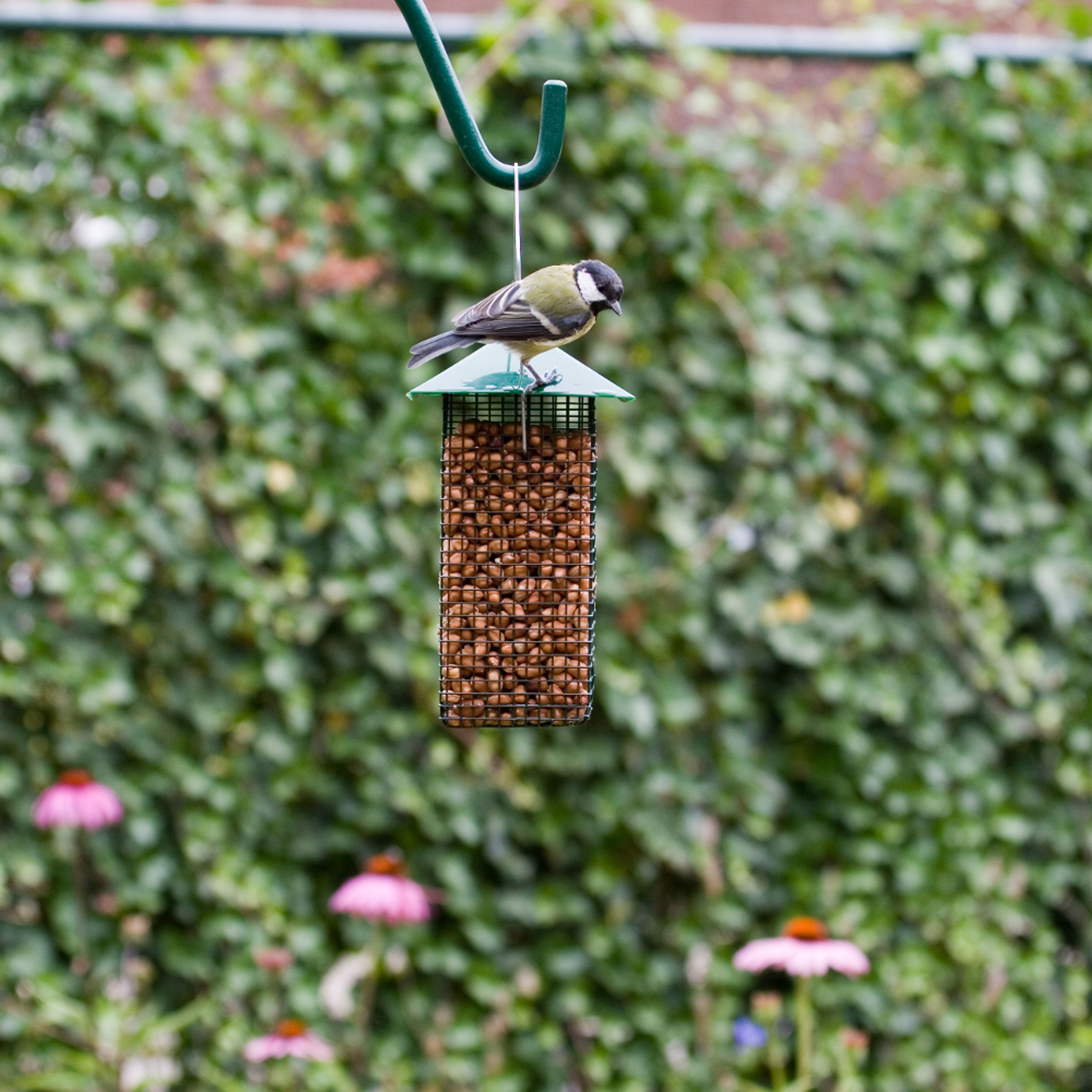 Erdnusshäuschen | CJ Wildlife