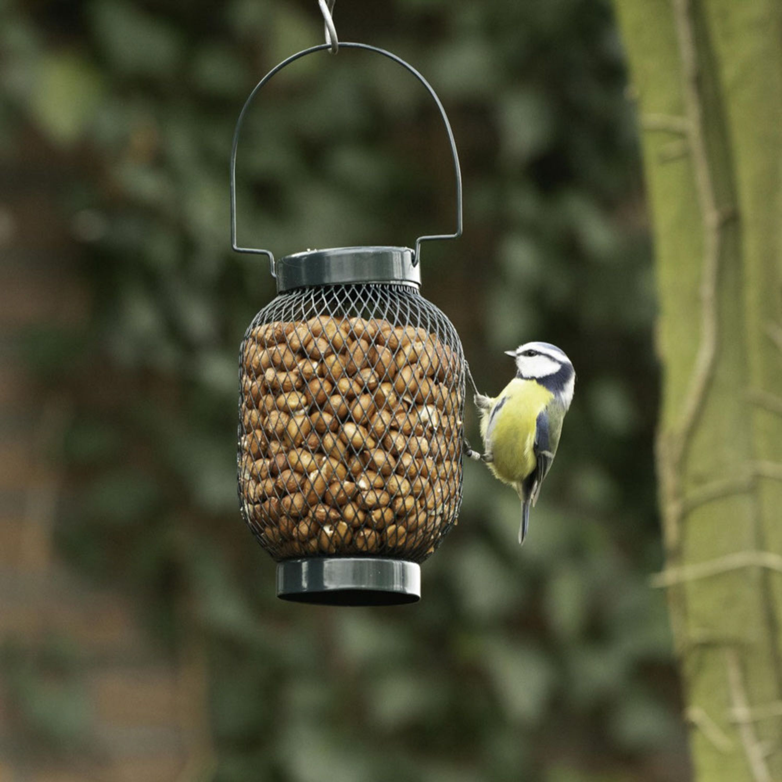 Meilleurs prix pour Mangeoire pour cacahuètes Berlin | CJ Wildlife