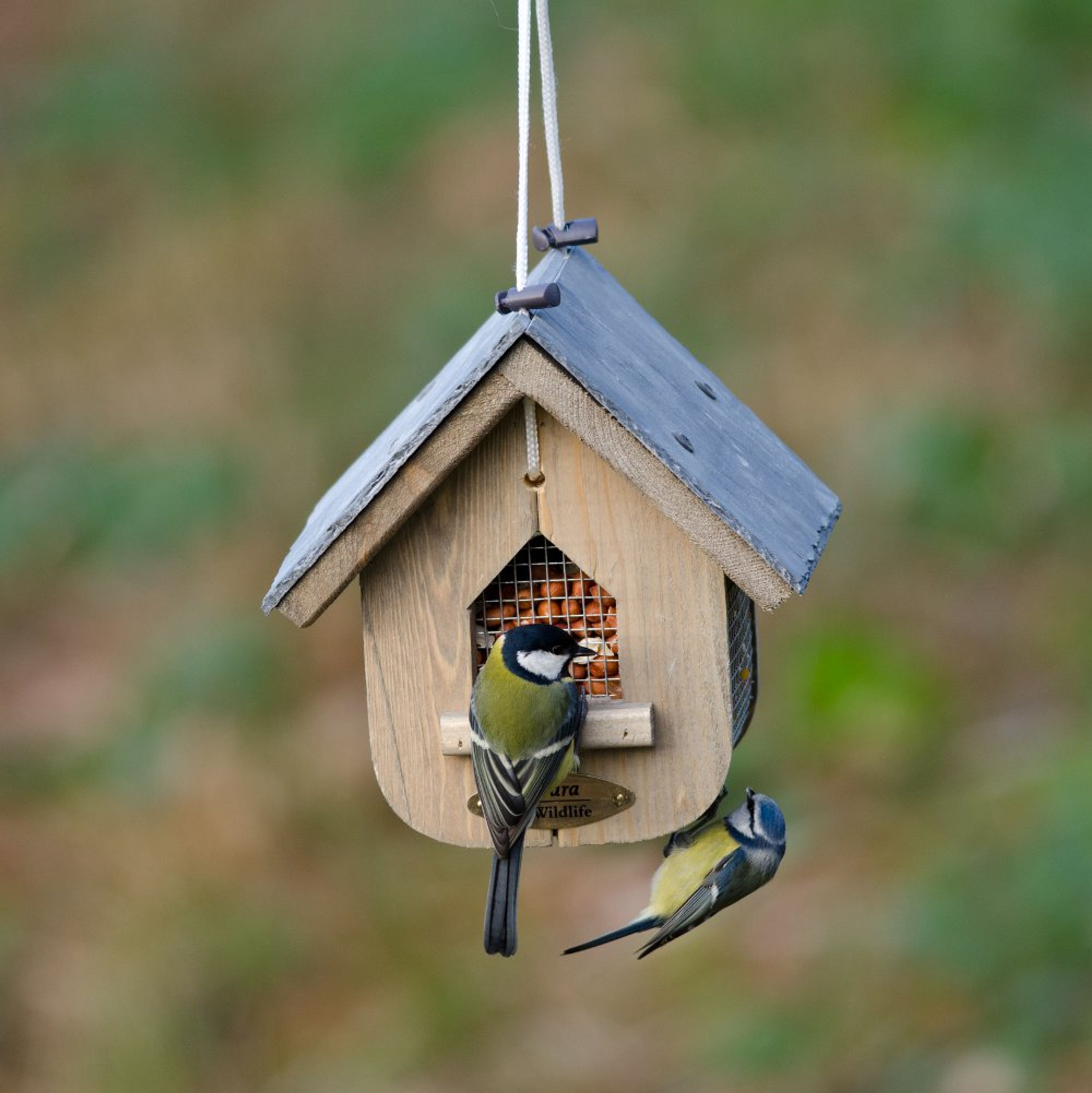 Futterhaus „Jupiter“ für Erdnüsse | Vogelfutter | CJ Wildlife