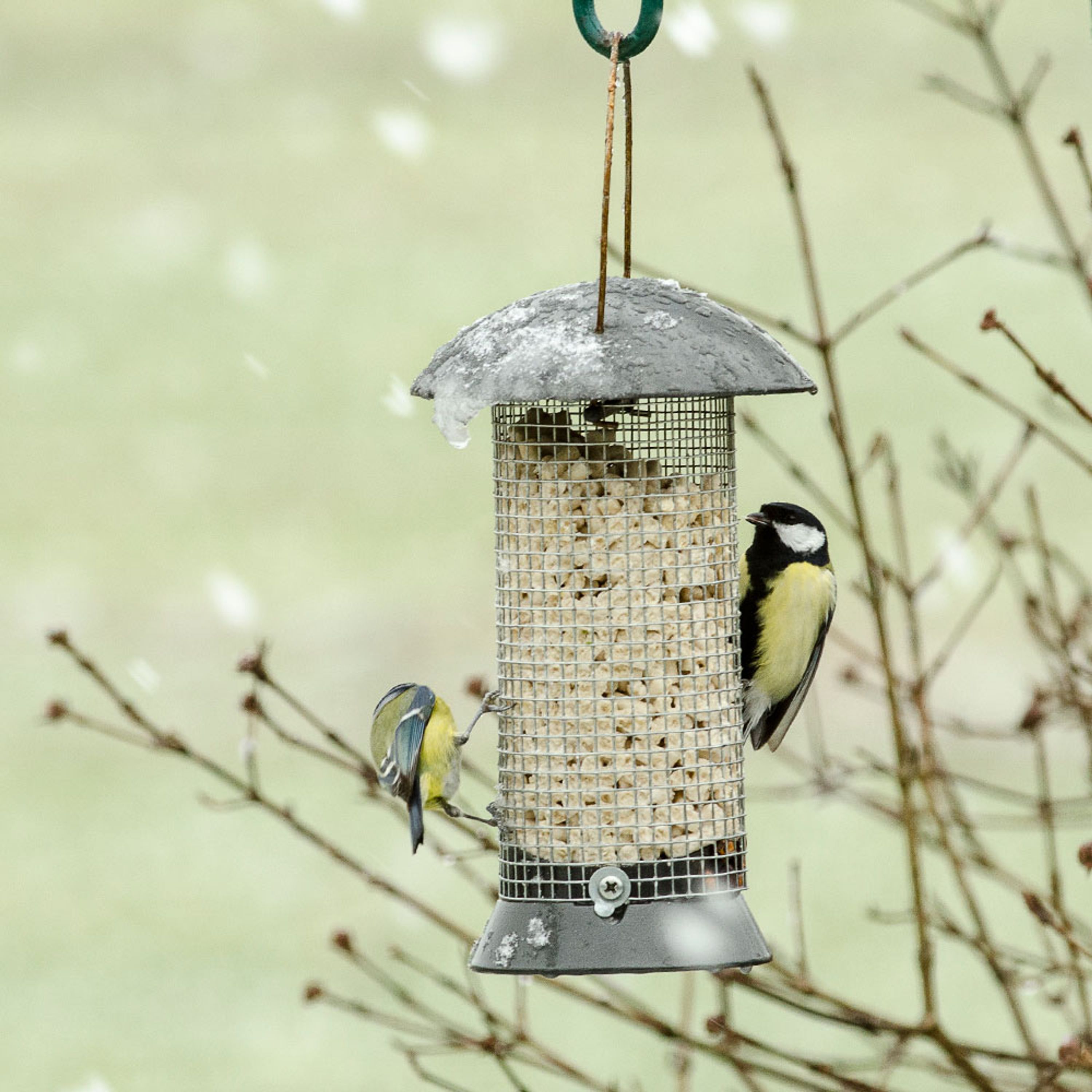 Erdnußsäule „Maximum“ 24 cm | CJ Wildlife