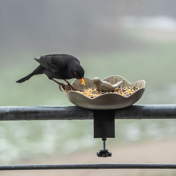 Balcony Bird Feeding Dish Balus - Olive Green