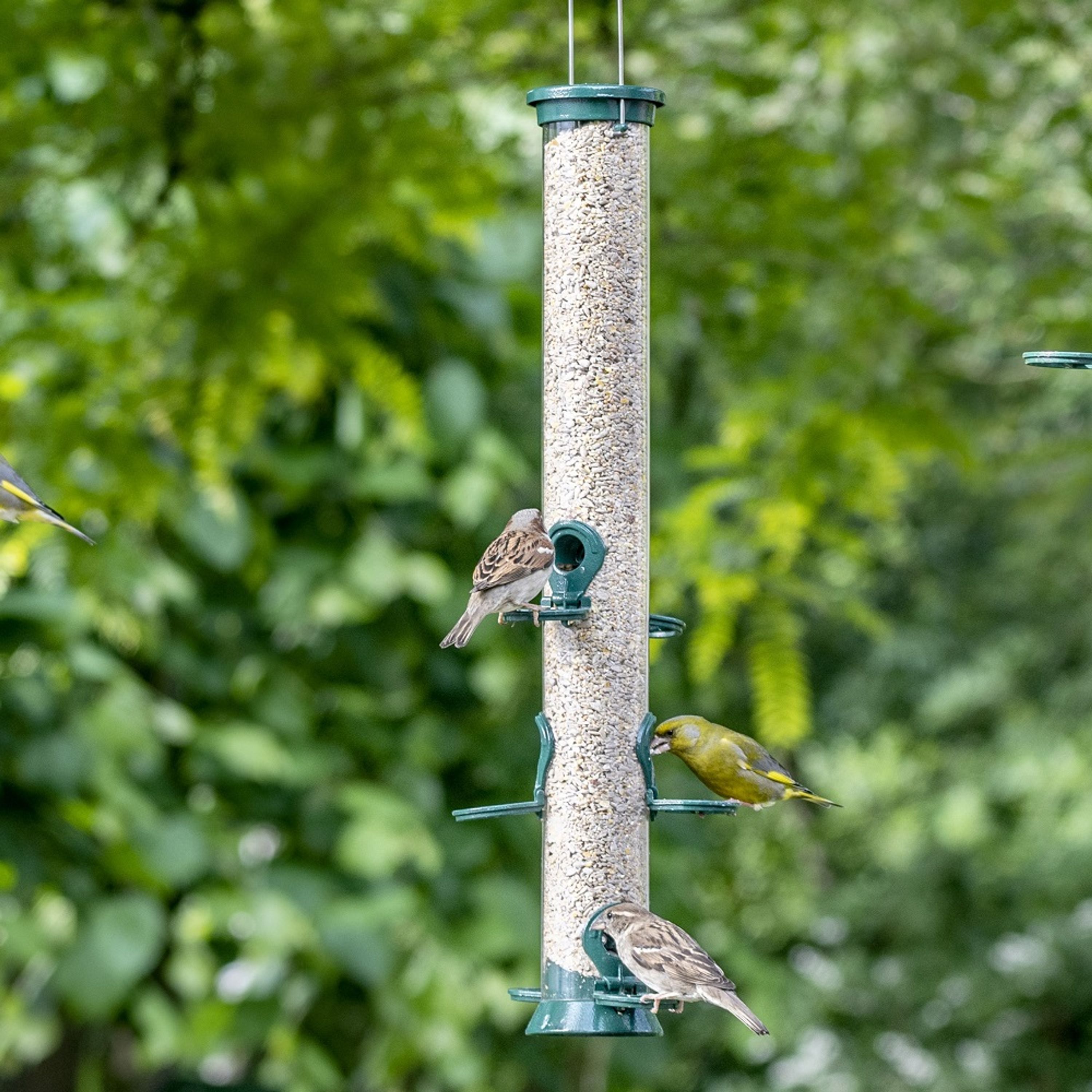 Meilleurs prix pour Mangeoire en métal 6 ouvertures Defender - vert | CJ Wildlife