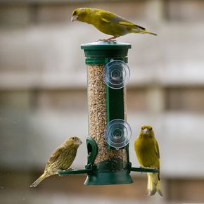 Window Bird Seed Feeder Discovery