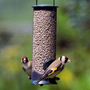 Hanging Bird Seed Feeder Discovery