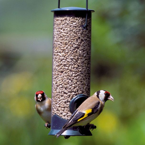 Hanging Bird Seed Feeder Discovery