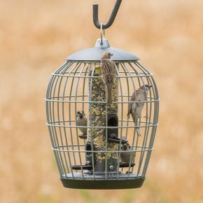 Aura Guardian Caged Bird Seed Feeder