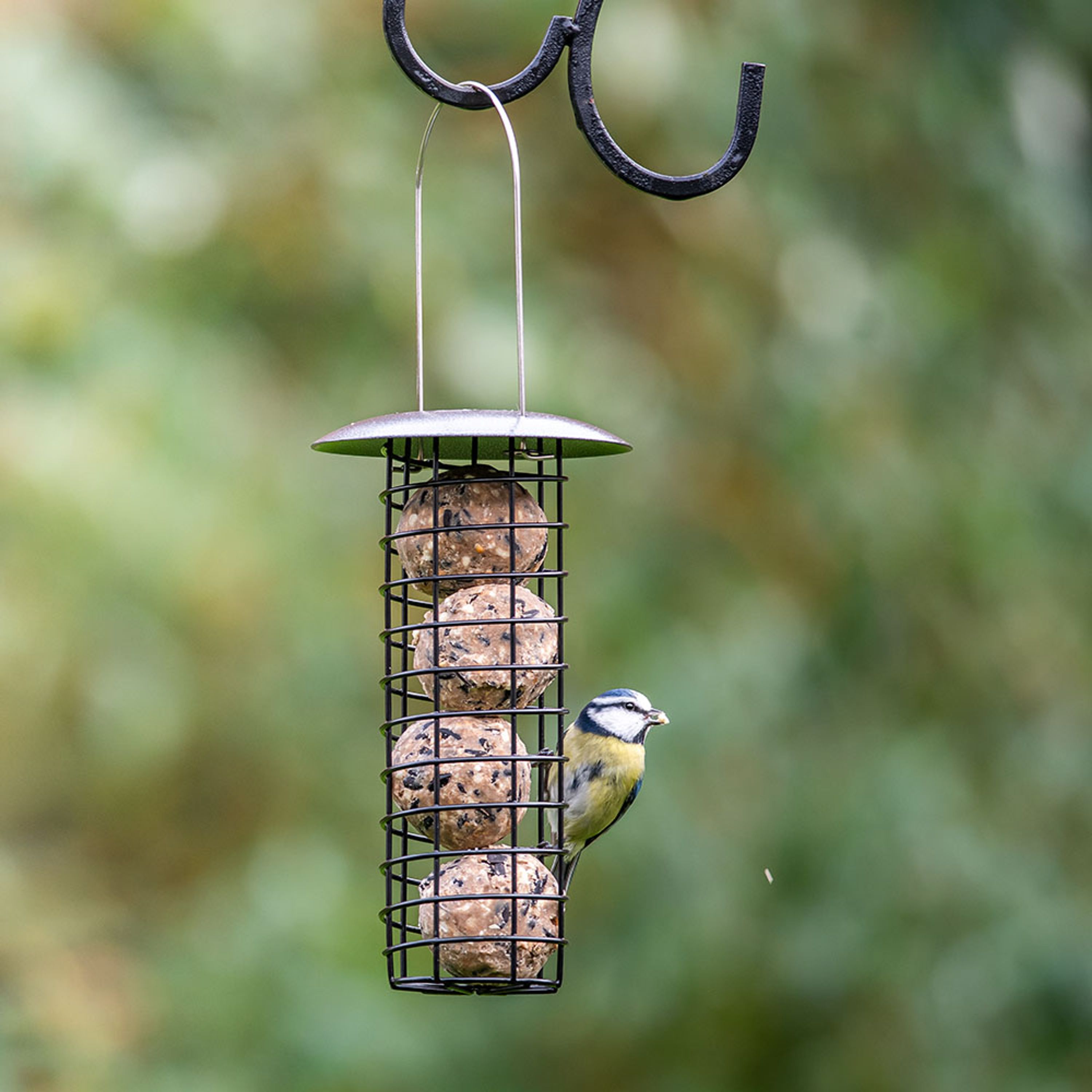 Premium-Meisenknödel mit Mehlwürmern, 50 Stück im Karton | Vogelfutter | CJ Wildlife