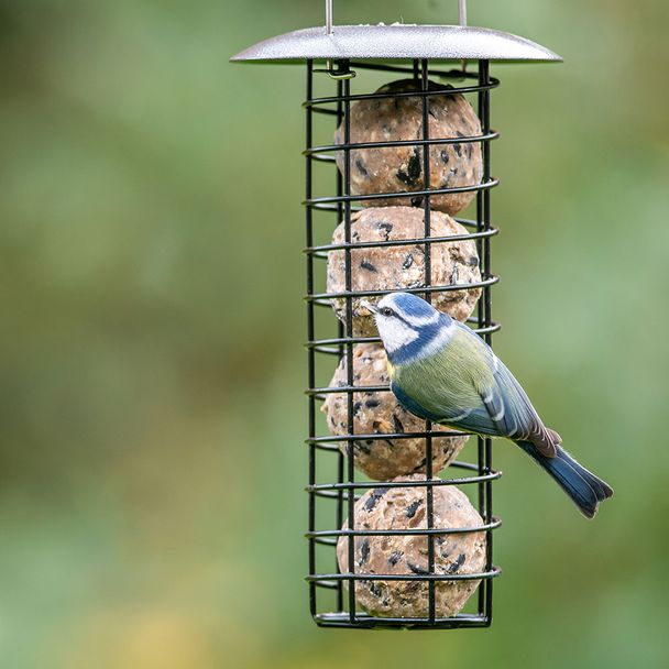 Birdlife Österreich Meisenknödel mit Mehlwürmern 6 Stück