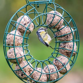 Birdlife Österreich Meisenknödel Supreme mit Mehlwürmern - 30 Stück