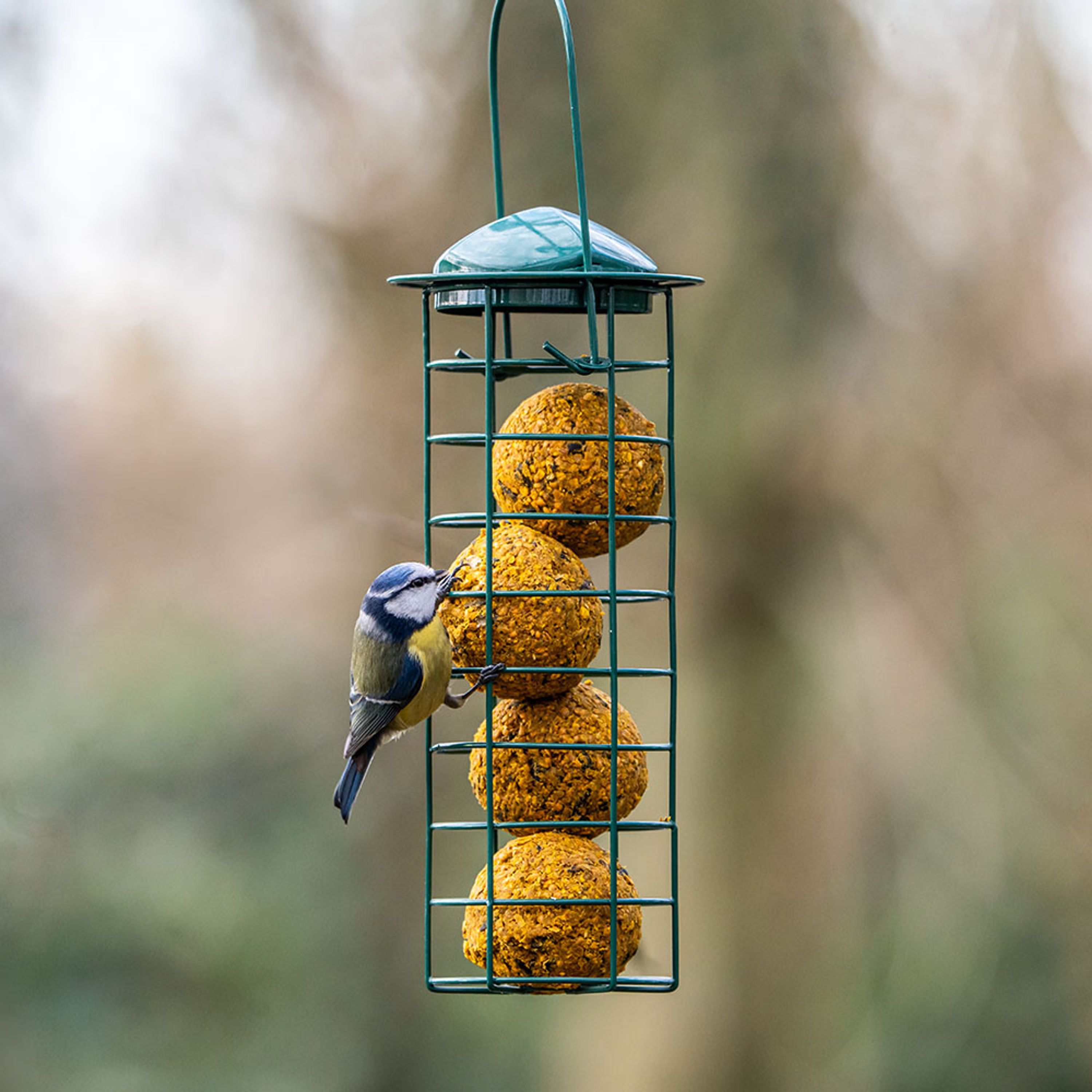 Bio-Meisenknödel - 6 Stück | Vogelfutter | CJ Wildlife