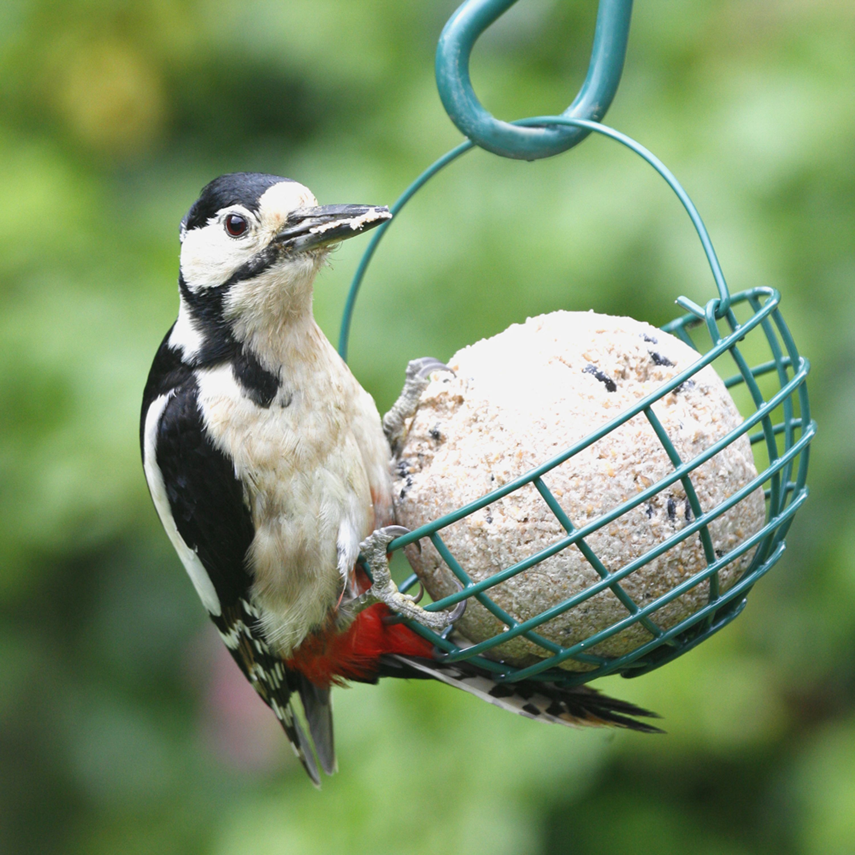 Reuzenvetbol zaden (zonder touw) | Vogelvoer | Boordevol essentiele vetten en noodzakelijke caloriee