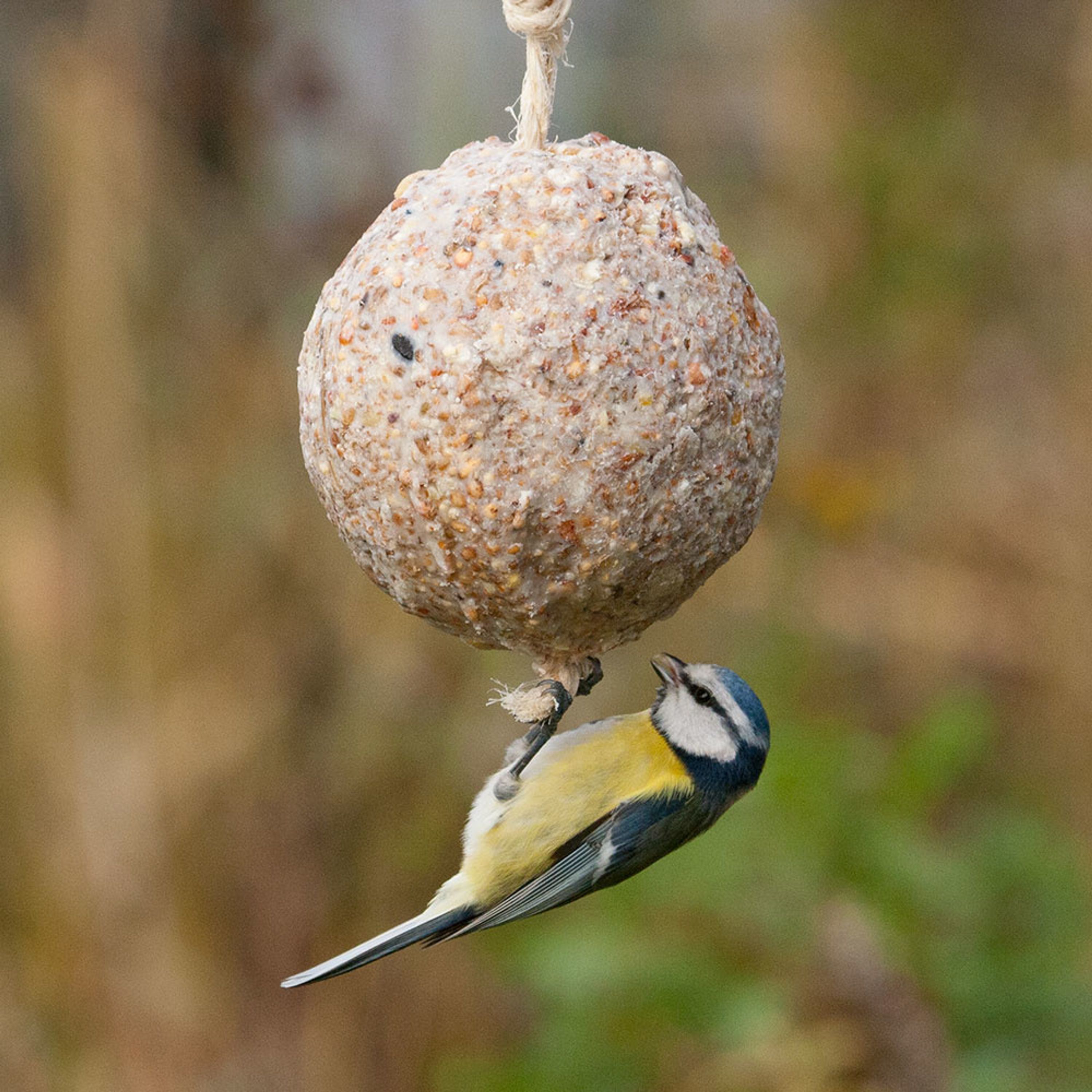 Großer Meisenknödel mit Saatkörnern (ohne Kordel) | Vogelfutter | CJ Wildlife
