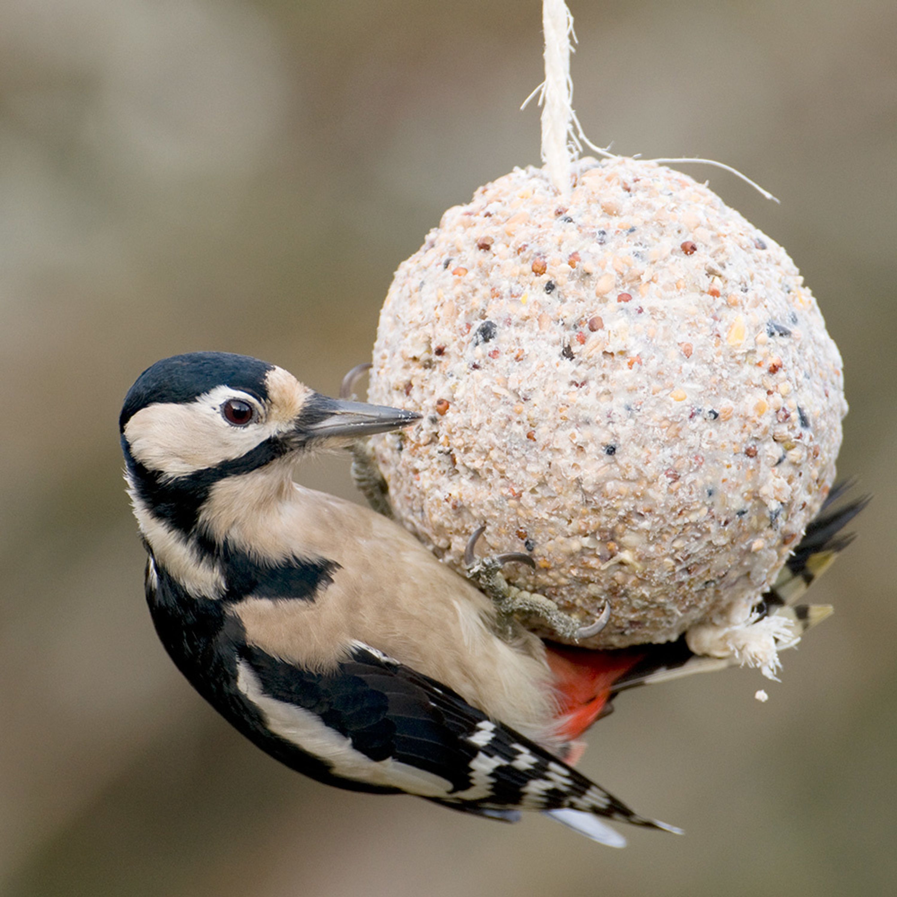 Großer Meisenknödel mit Insekten | Vogelfutter | CJ Wildlife
