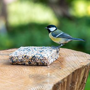 Box of 20 Suet Blocks with Sunflower Hearts
