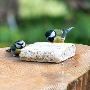 Box of 20 Suet Blocks with Peanuts
