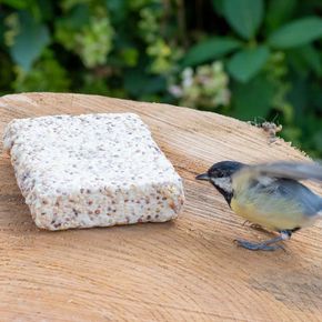 Box of 20 Suet Blocks with Seeds