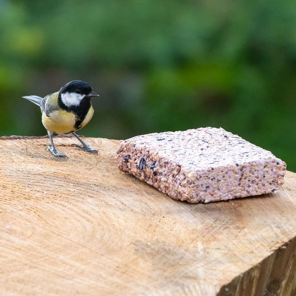 Box of 20 Suet Blocks with Forest Fruits