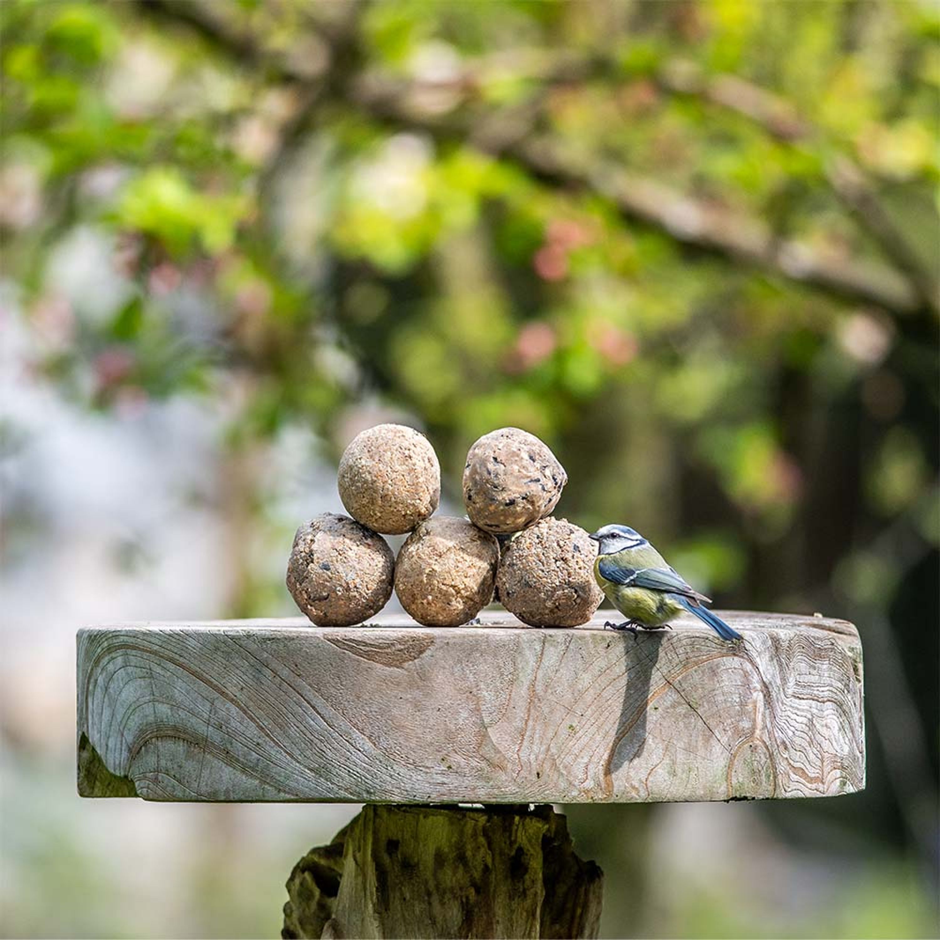 Meisenknödel mit Mehlwürmern 6 Stück | Vogelfutter | CJ Wildlife