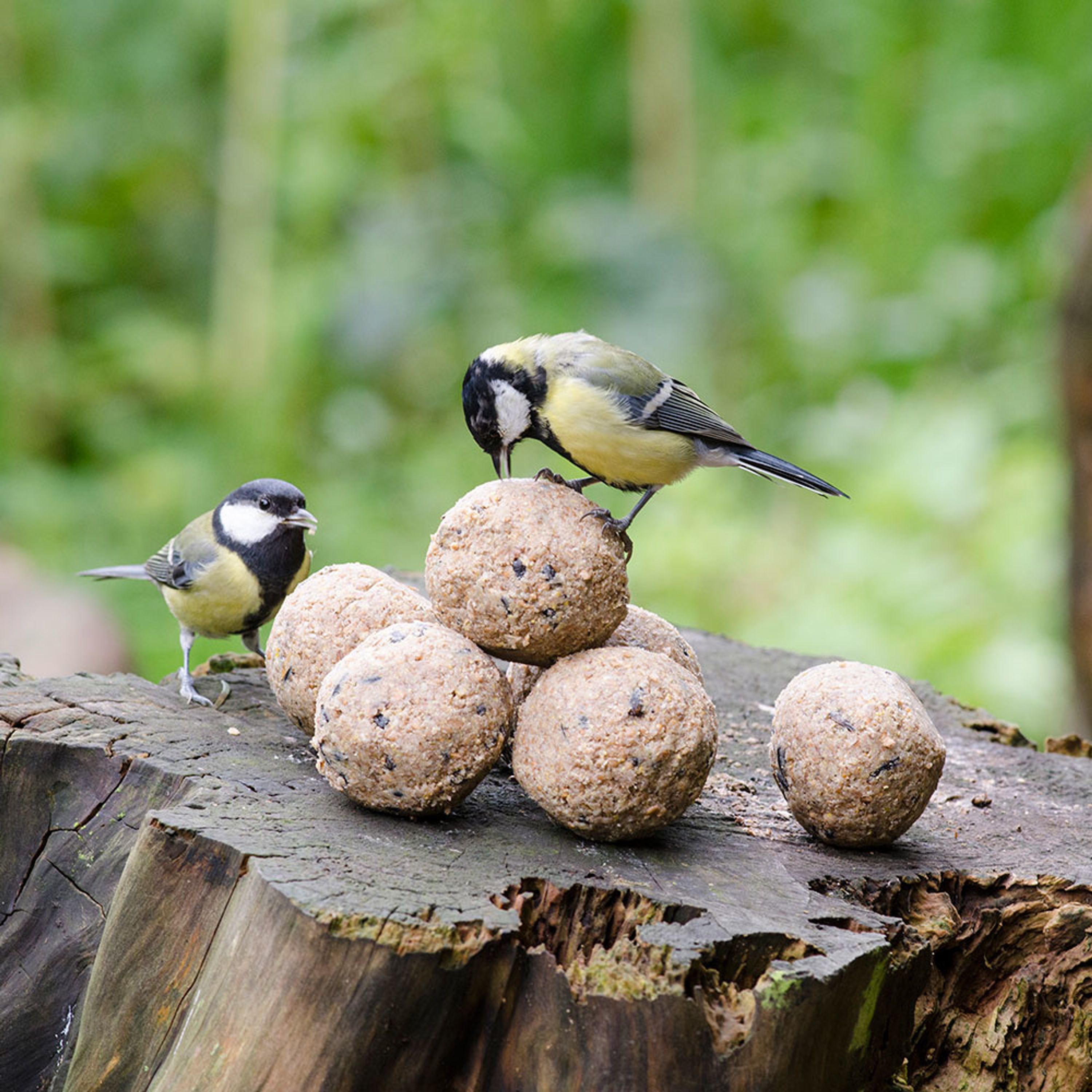 Meisenknödel mit Insekten, 50 Stück im Karton | Vogelfutter | CJ Wildlife