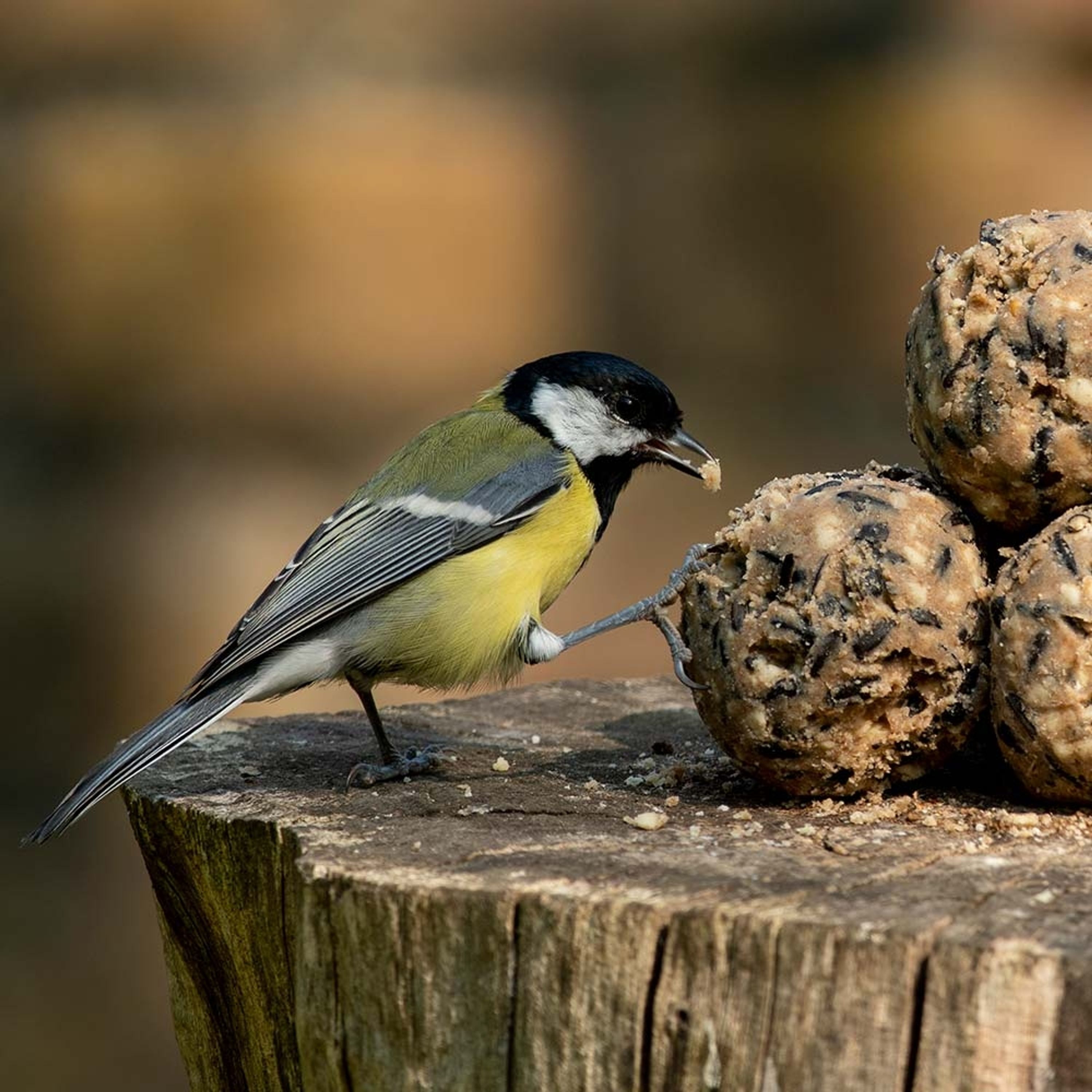 Premium-Meisenknödel 6 Stück | Vogelfutter | CJ Wildlife