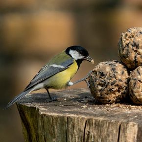 Birdlife Österreich Premium-Meisenknödel, 30 Stück im Eimer