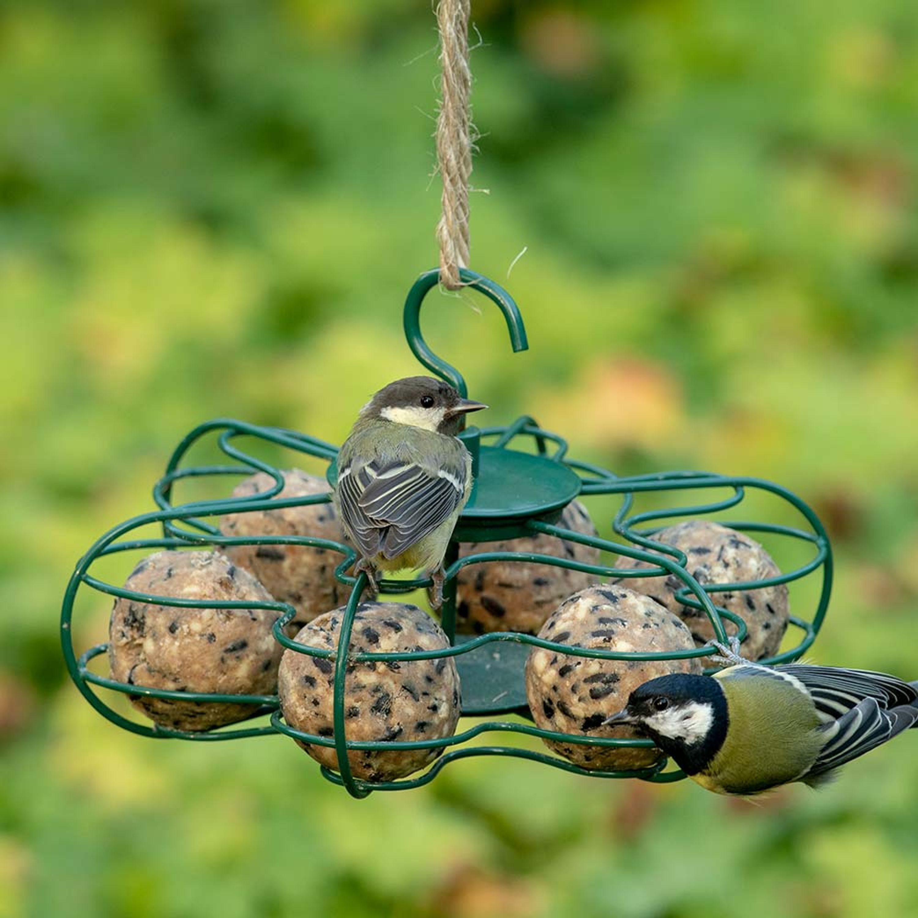 Premium-Meisenknödel, 50 Stück im Karton | Vogelfutter | CJ Wildlife