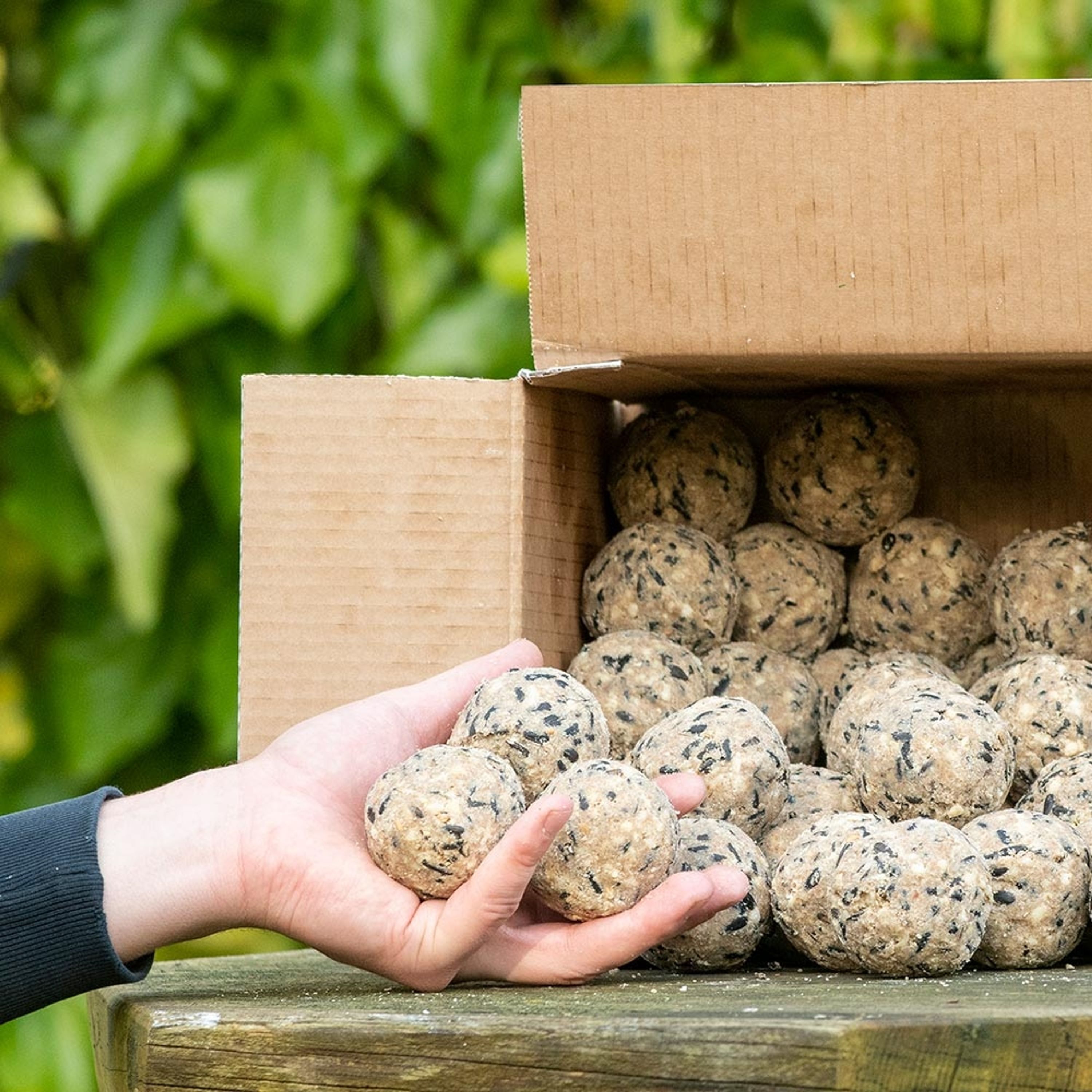Premium-Meisenknödel, 50 Stück im Karton | Vogelfutter | CJ Wildlife