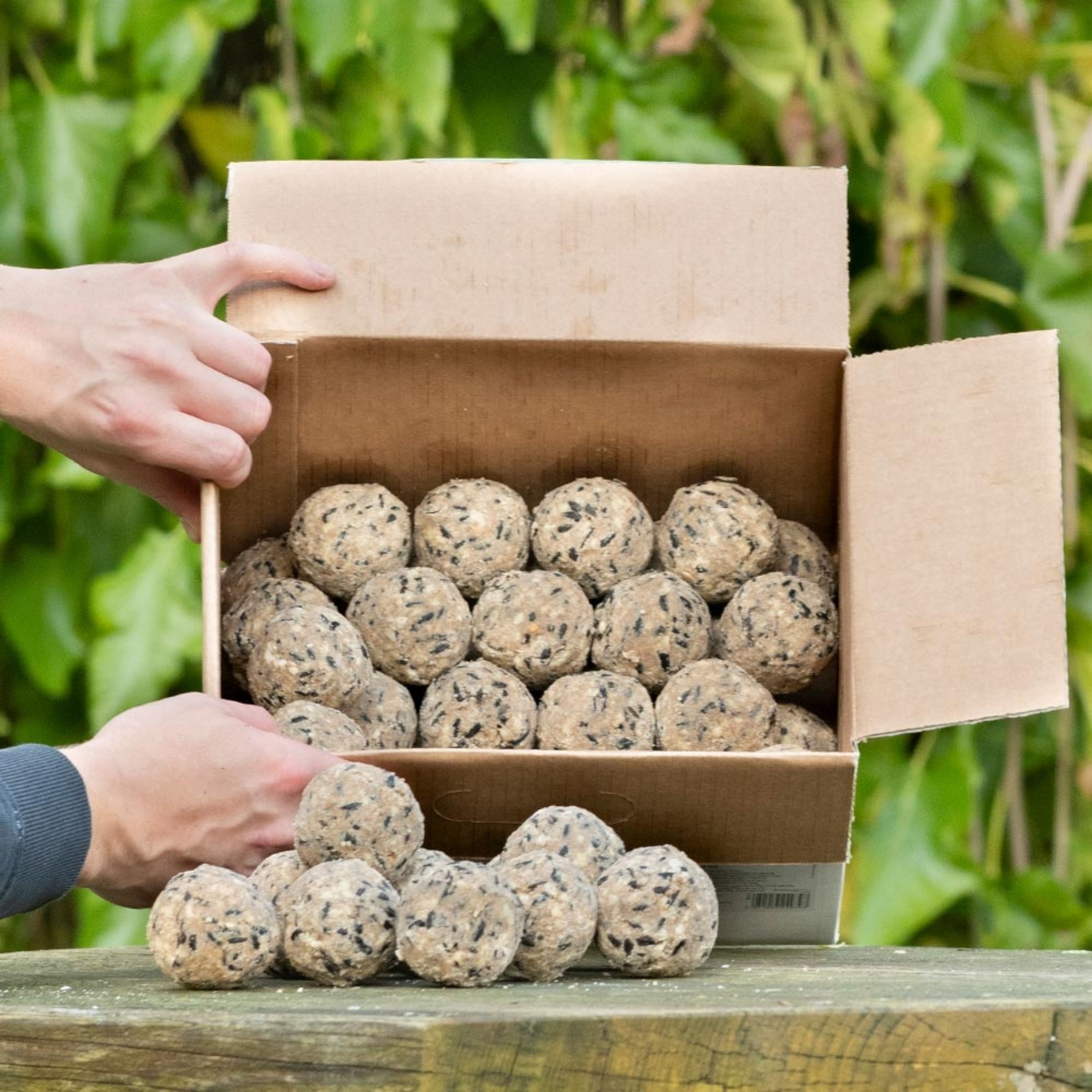 Premium-Meisenknödel, 50 Stück im Karton | Vogelfutter | CJ Wildlife