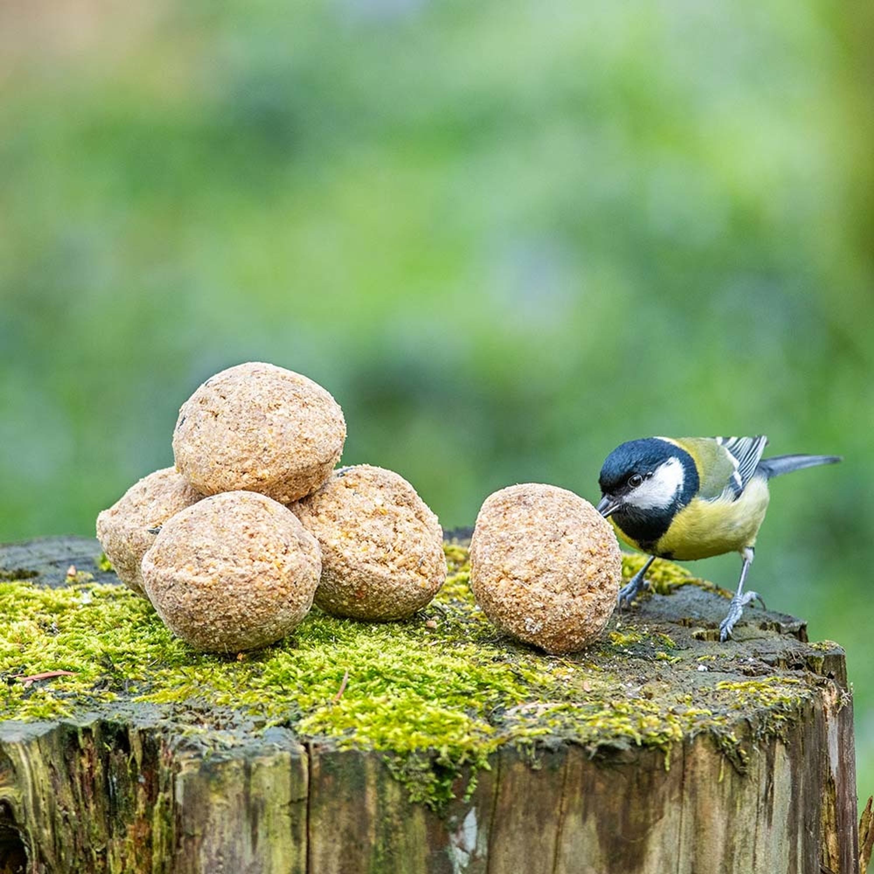 Meisenknödel mit Insektenfett 6 Stück | Vogelfutter | CJ Wildlife – CJ Wildlife