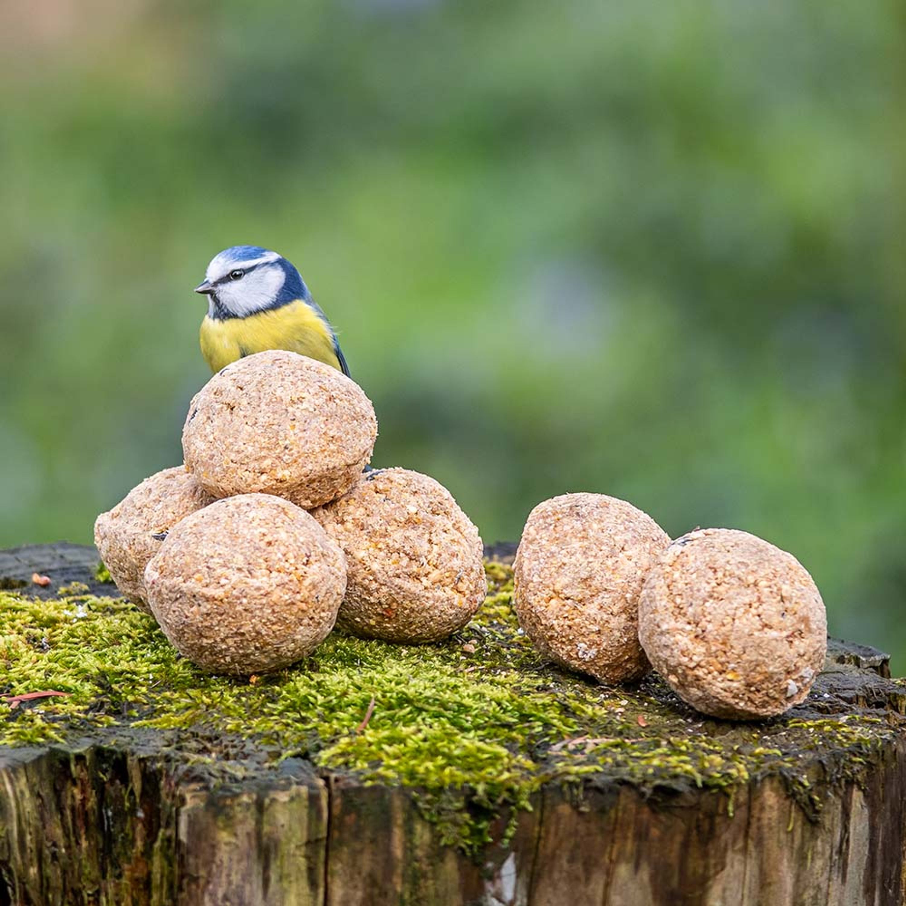 Meisenknödel mit Insektenfett 6 Stück | Vogelfutter | CJ Wildlife