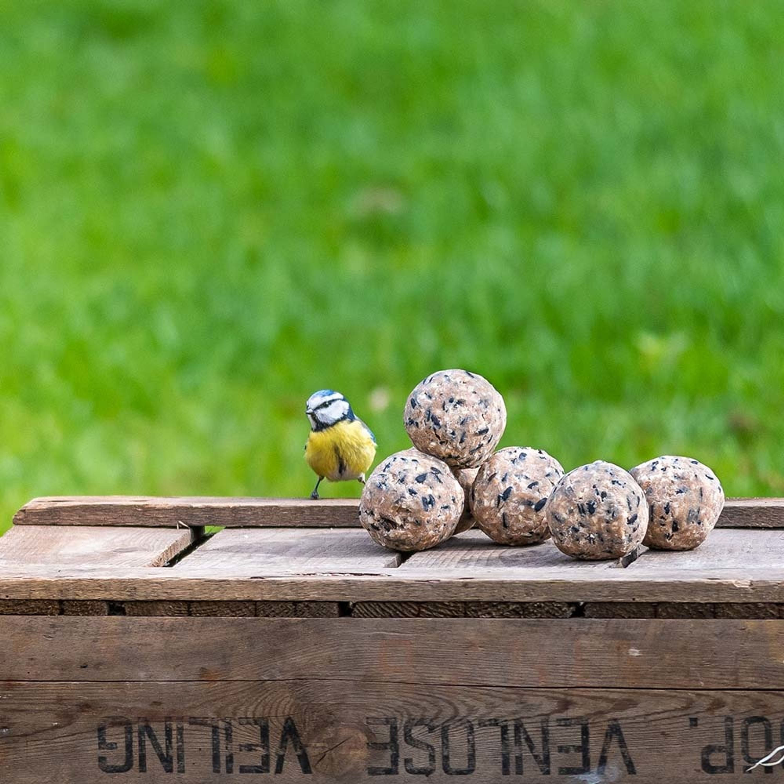 Vivara Kids Meisenknödel 6 Stk. | Vogelfutter