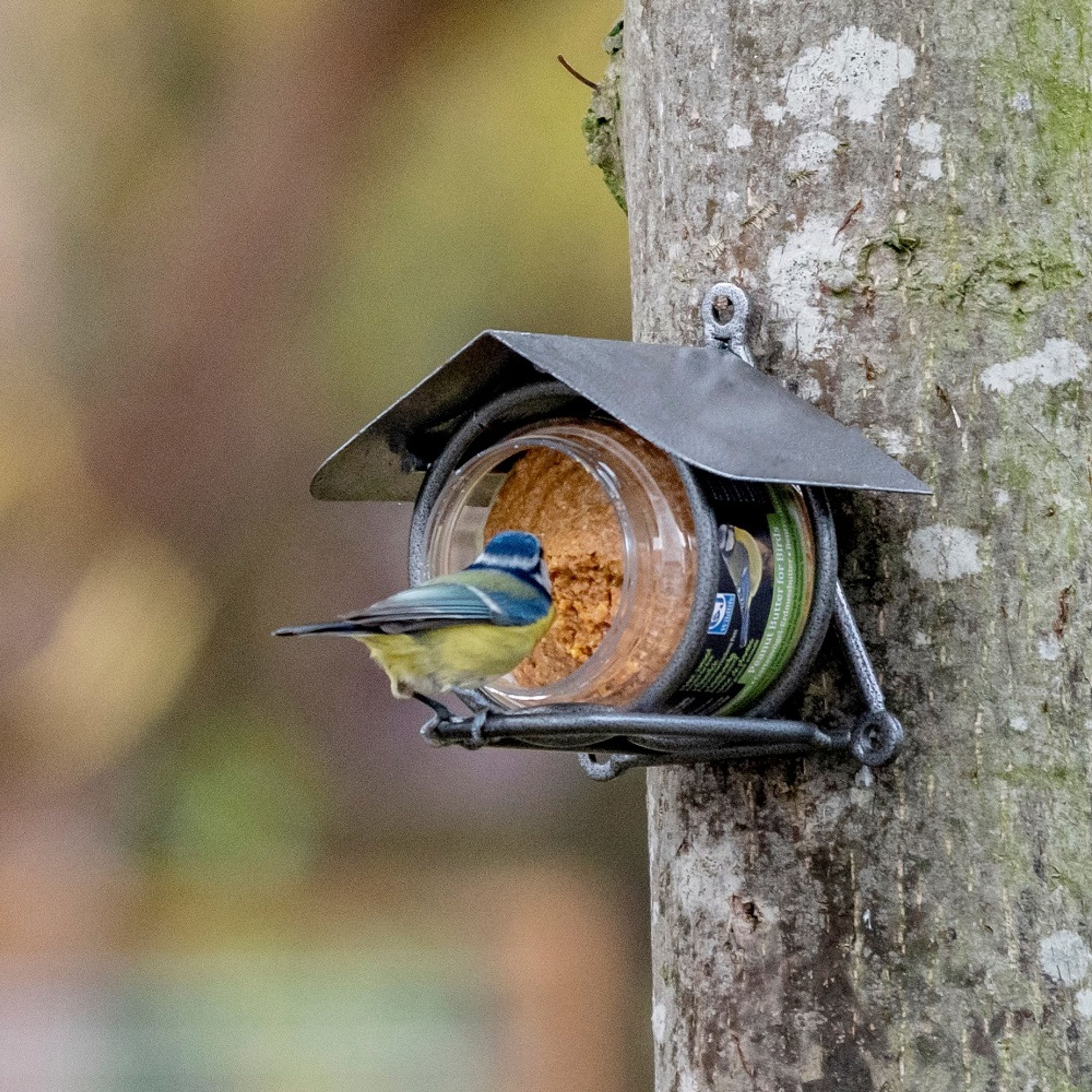 Sparpaket - 12 Gläser Gartenvögel-Erdnussbutter - proteinreich | Vogelfutter | Vivara