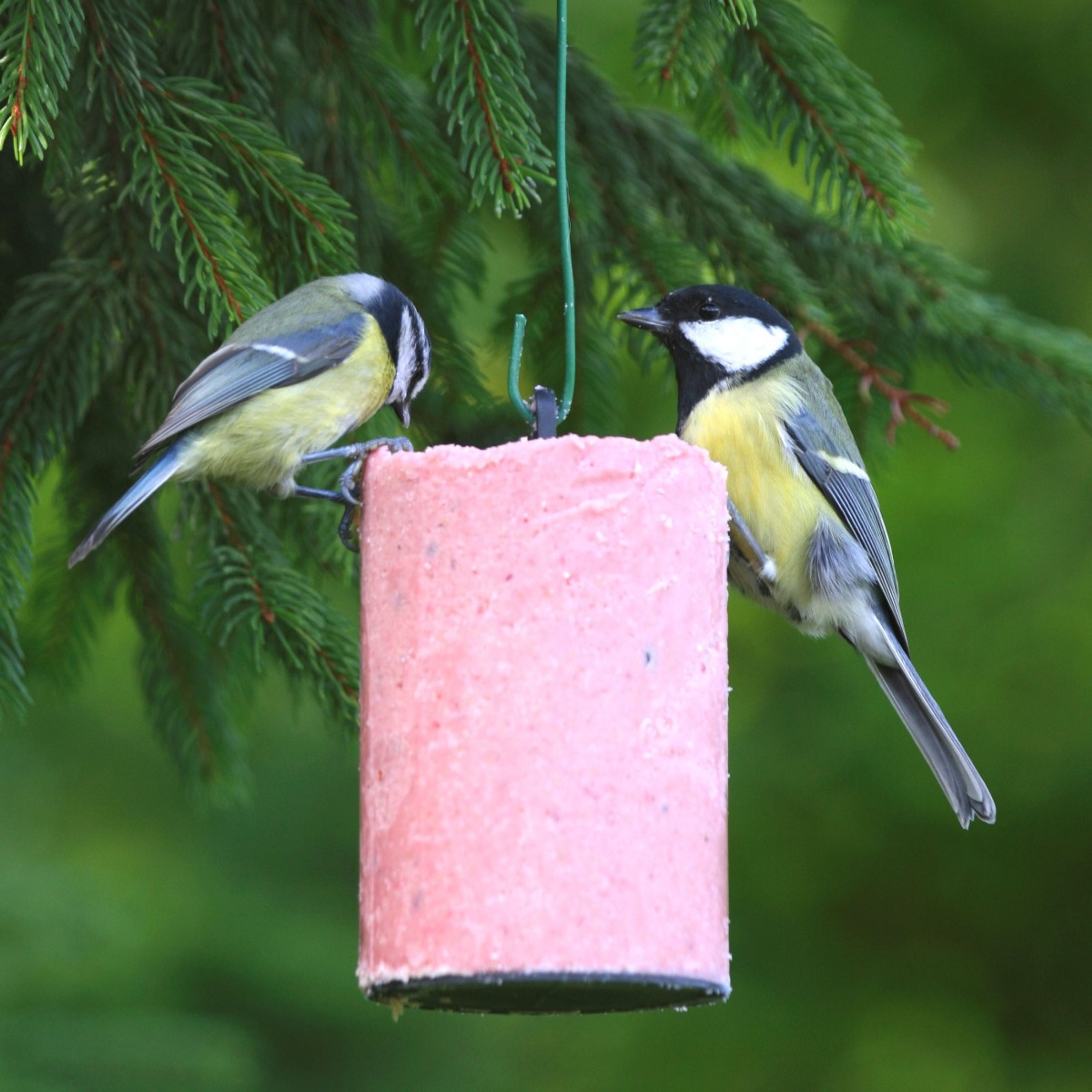 Energiekuchen mit Beeren 500 ml | Vogelfutter | CJ Wildlife