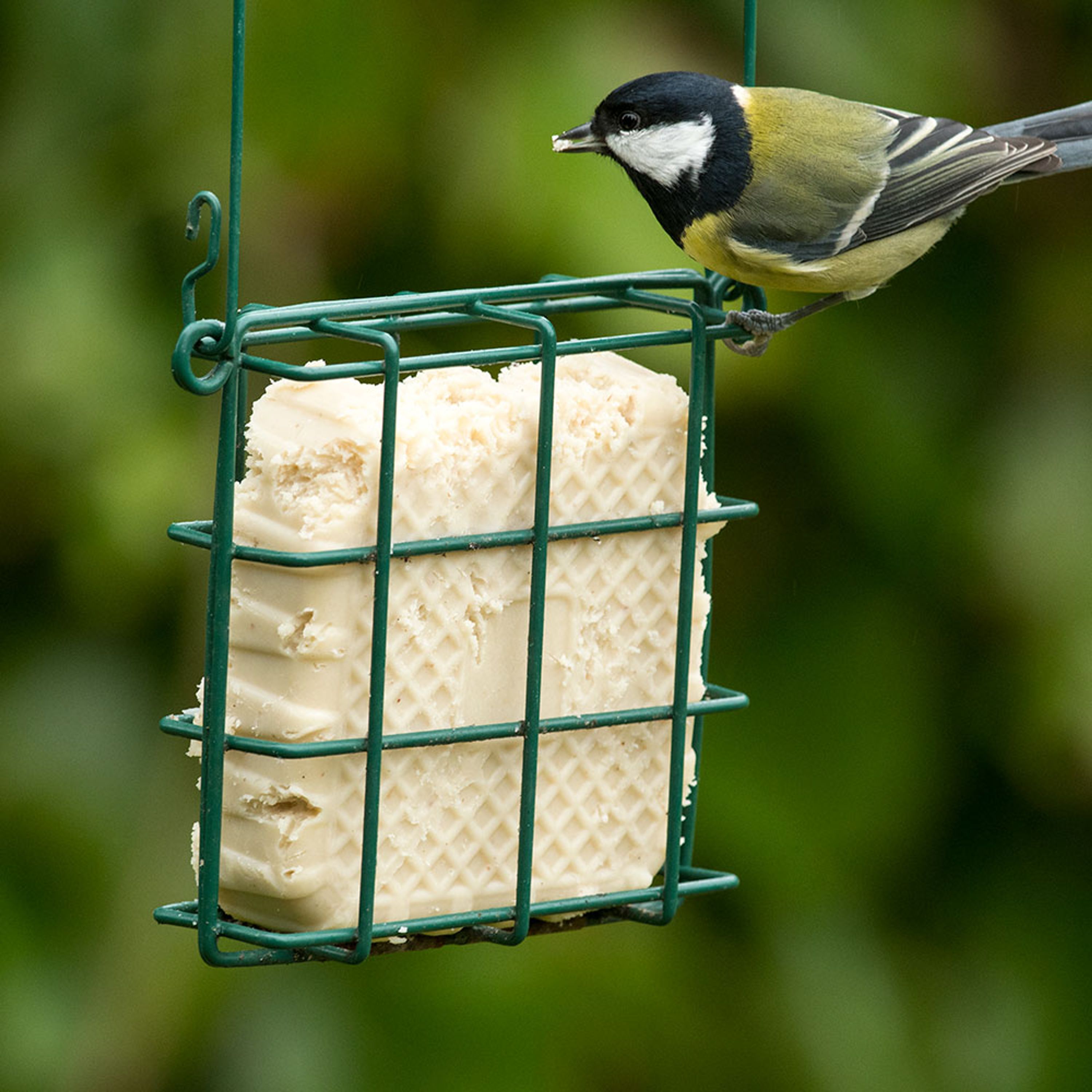 Energieblock mit Mehlwürmern | Vogelfutter | CJ Wildlife