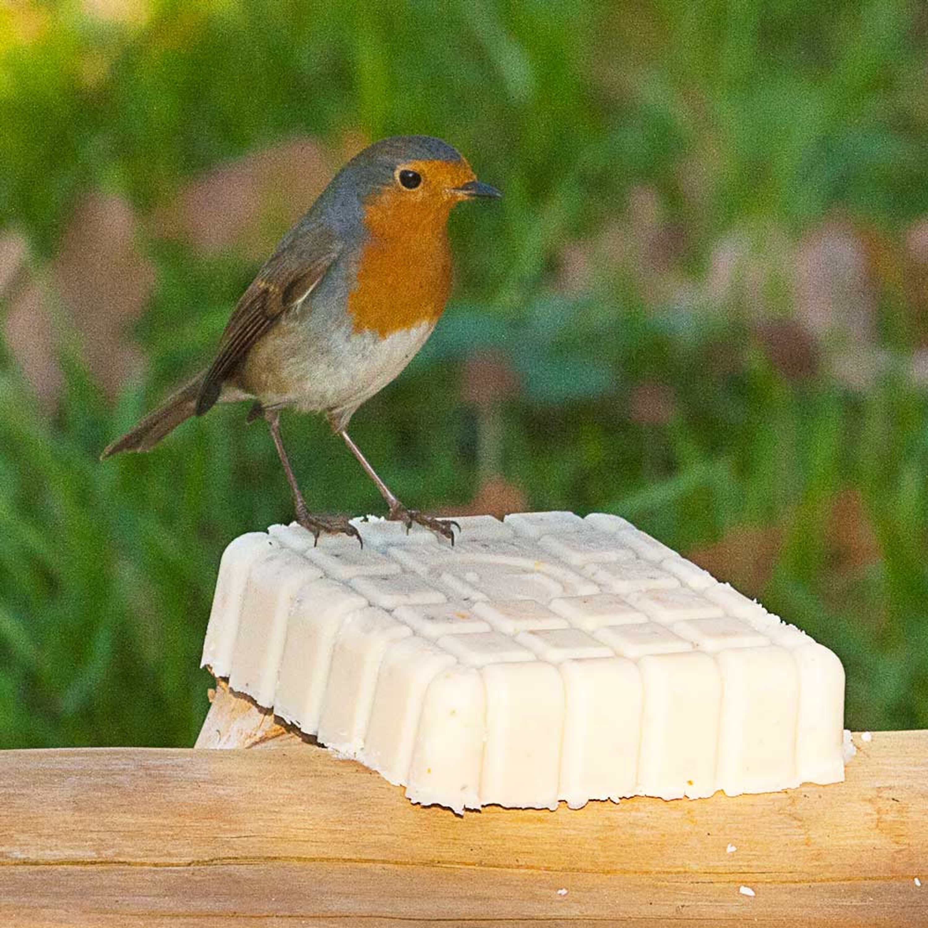 Energieblock für Rotkehlchen | Vogelfutter | CJ Wildlife